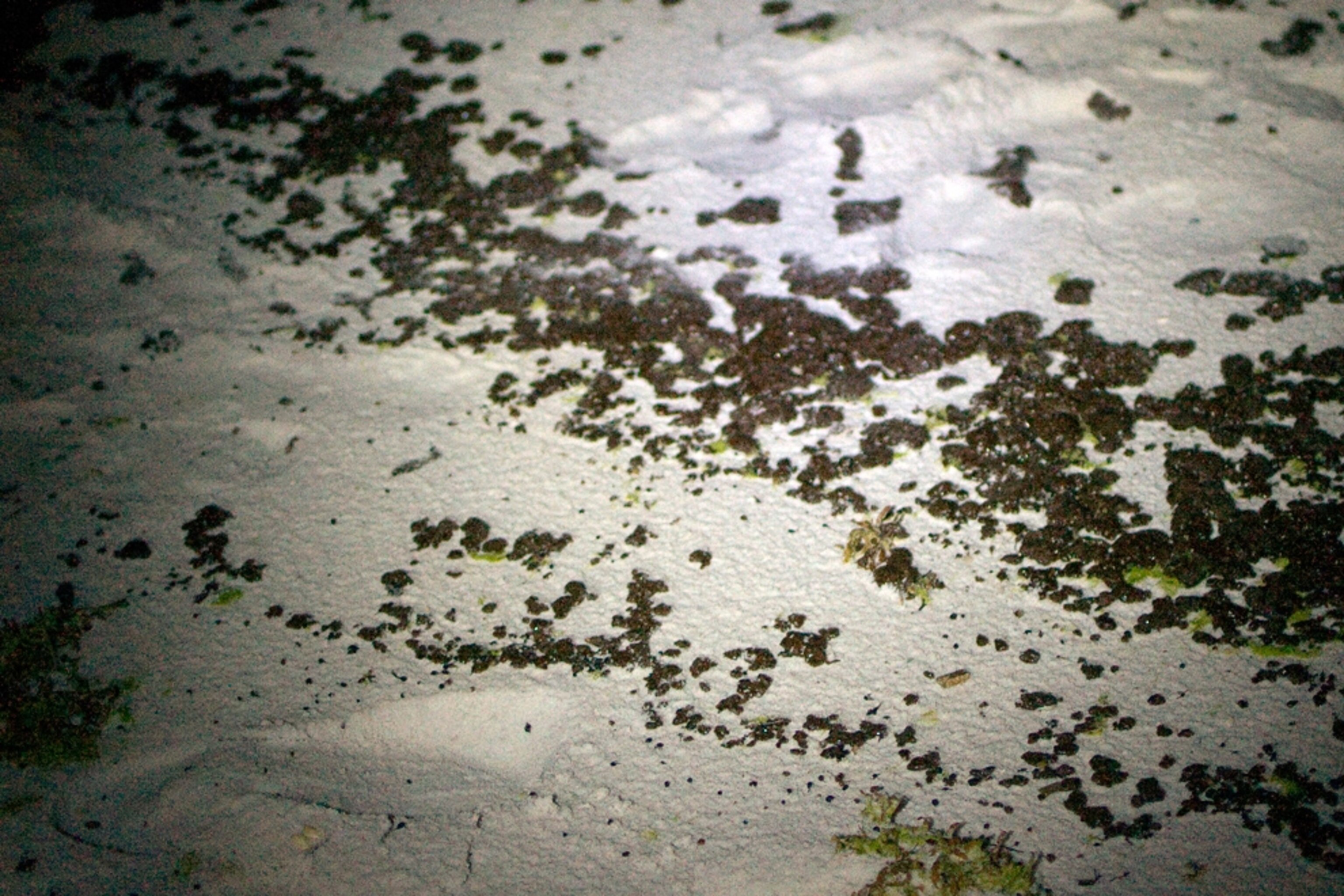 Tar patties from the Gulf oil spill are seen against the sands of Pensacola Beach, Florida, in a picture.