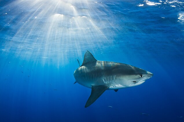 Maui Death Raises Questions About Spike In Hawaiian Shark Attacks Maui Death Raises Questions About Spike In Hawaiian Shark Attacks