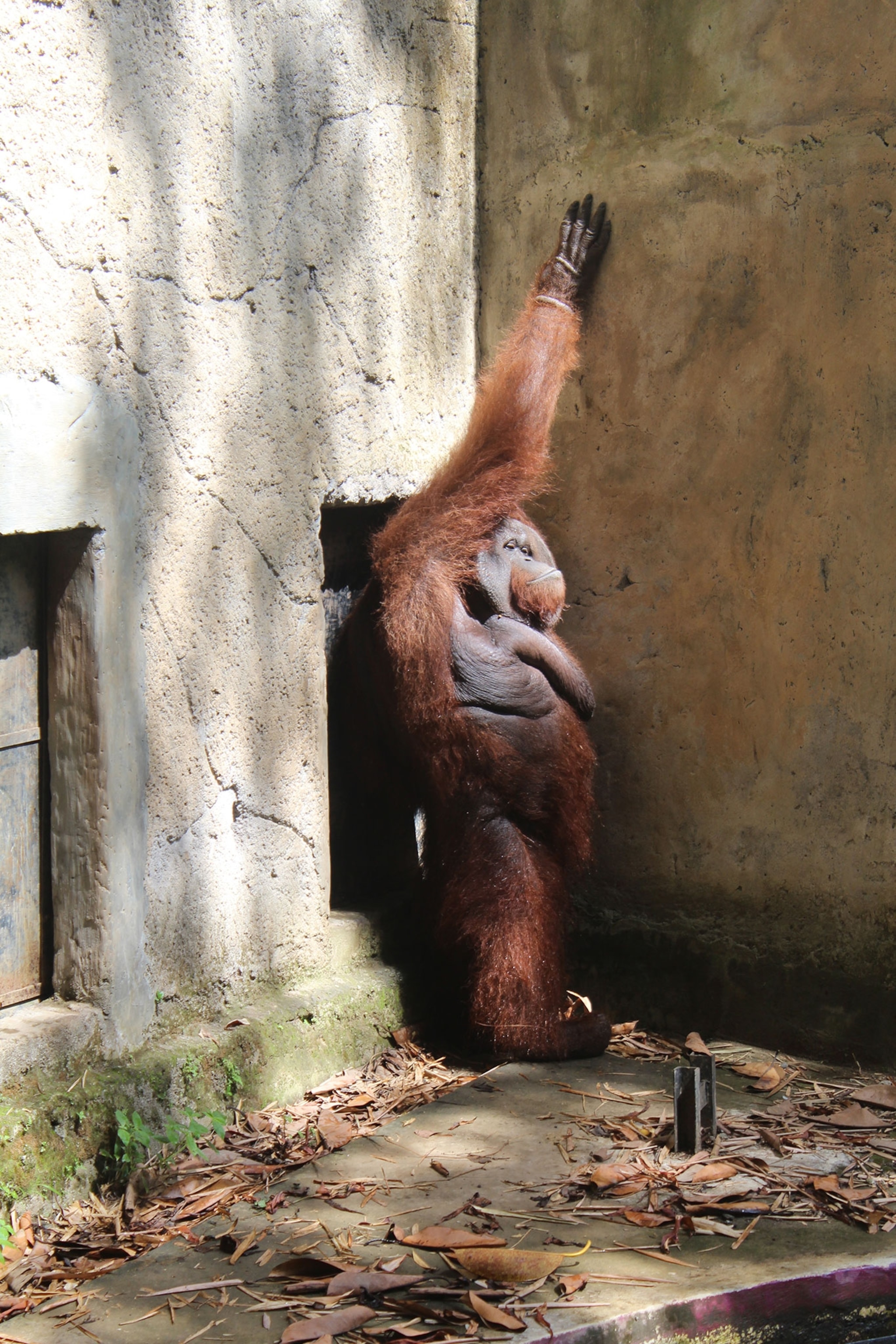 orangutan