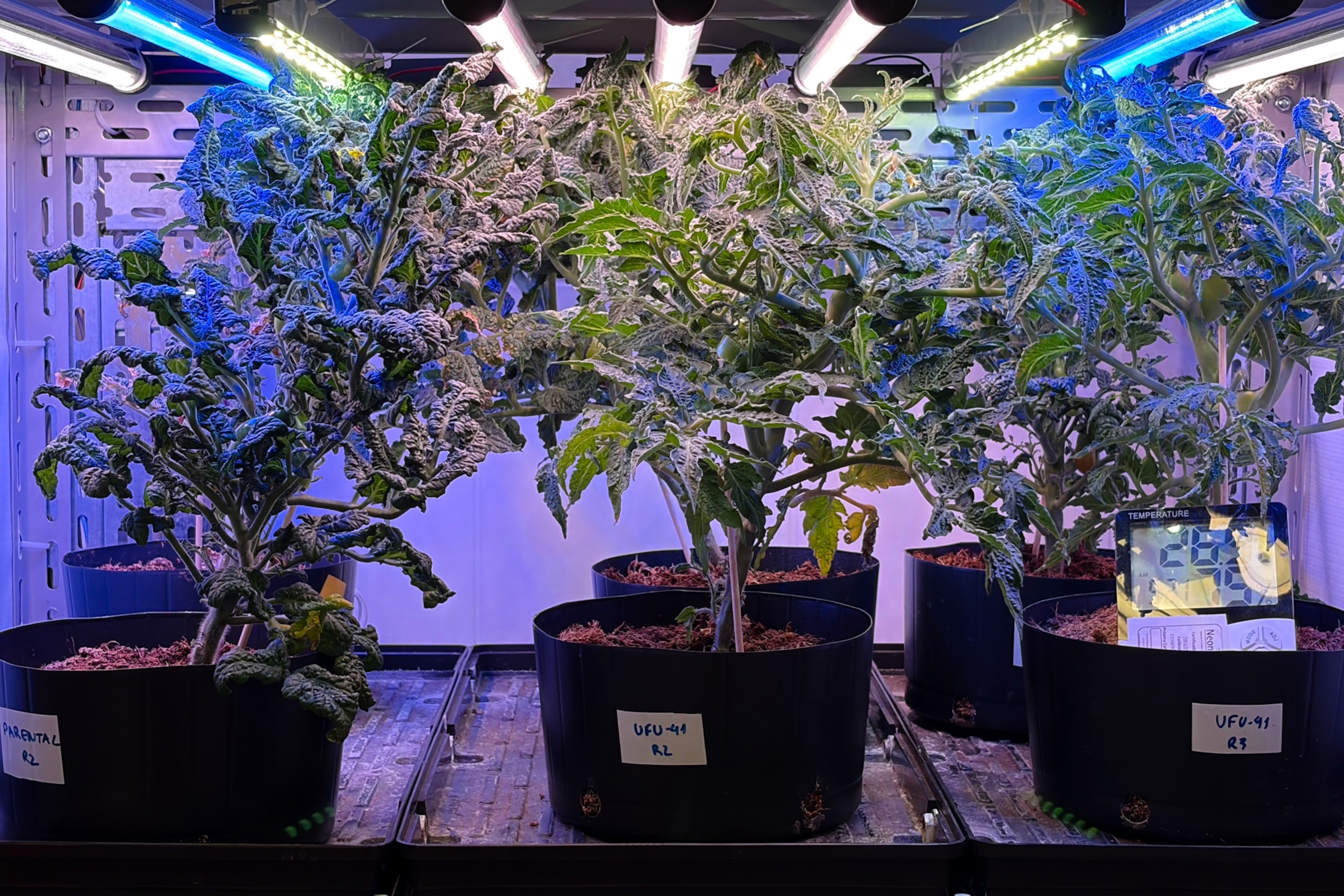 Plants growing in black pots under blue LED grow lights in an indoor facility.