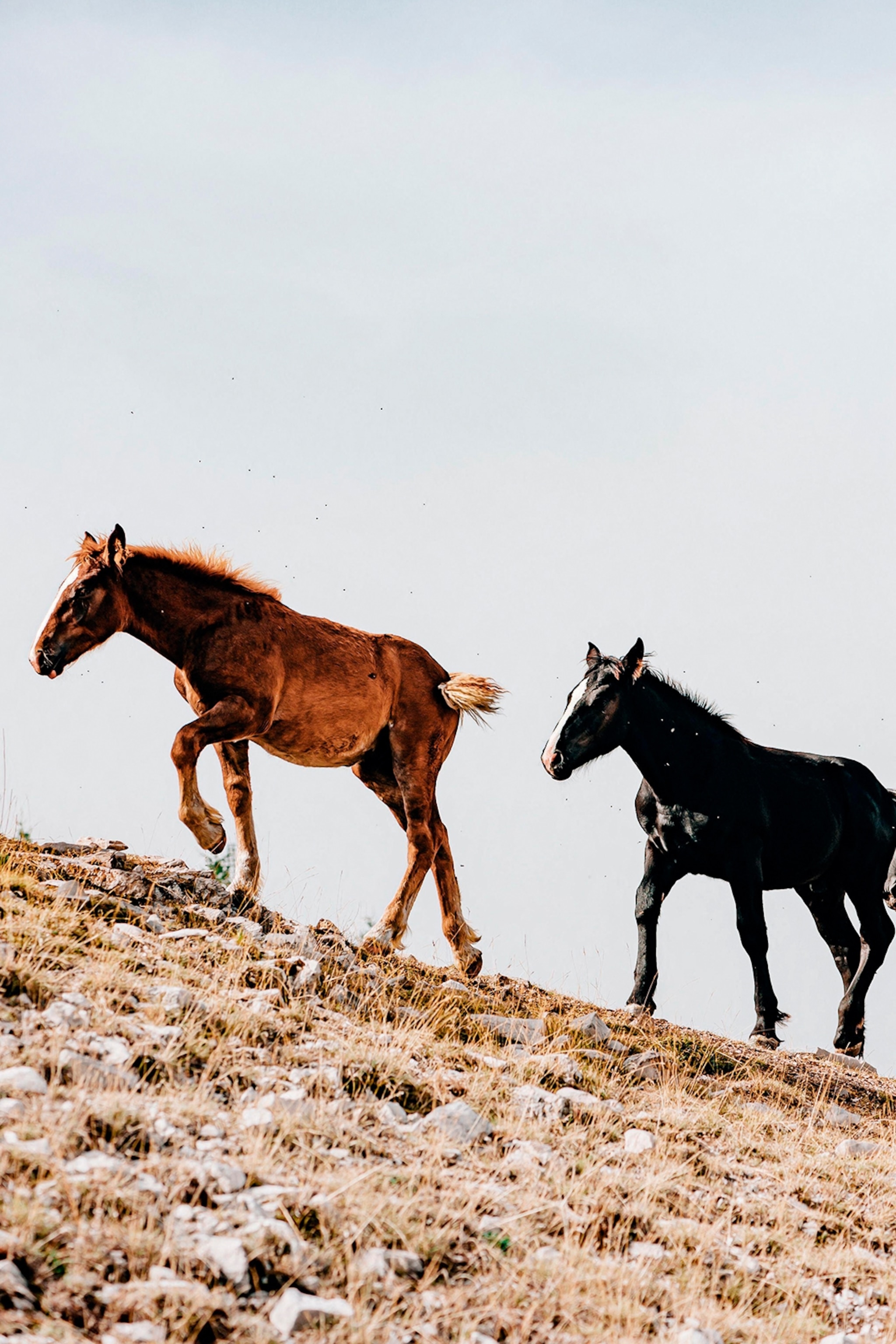 A couple of wild horses on the ridge of a hill.