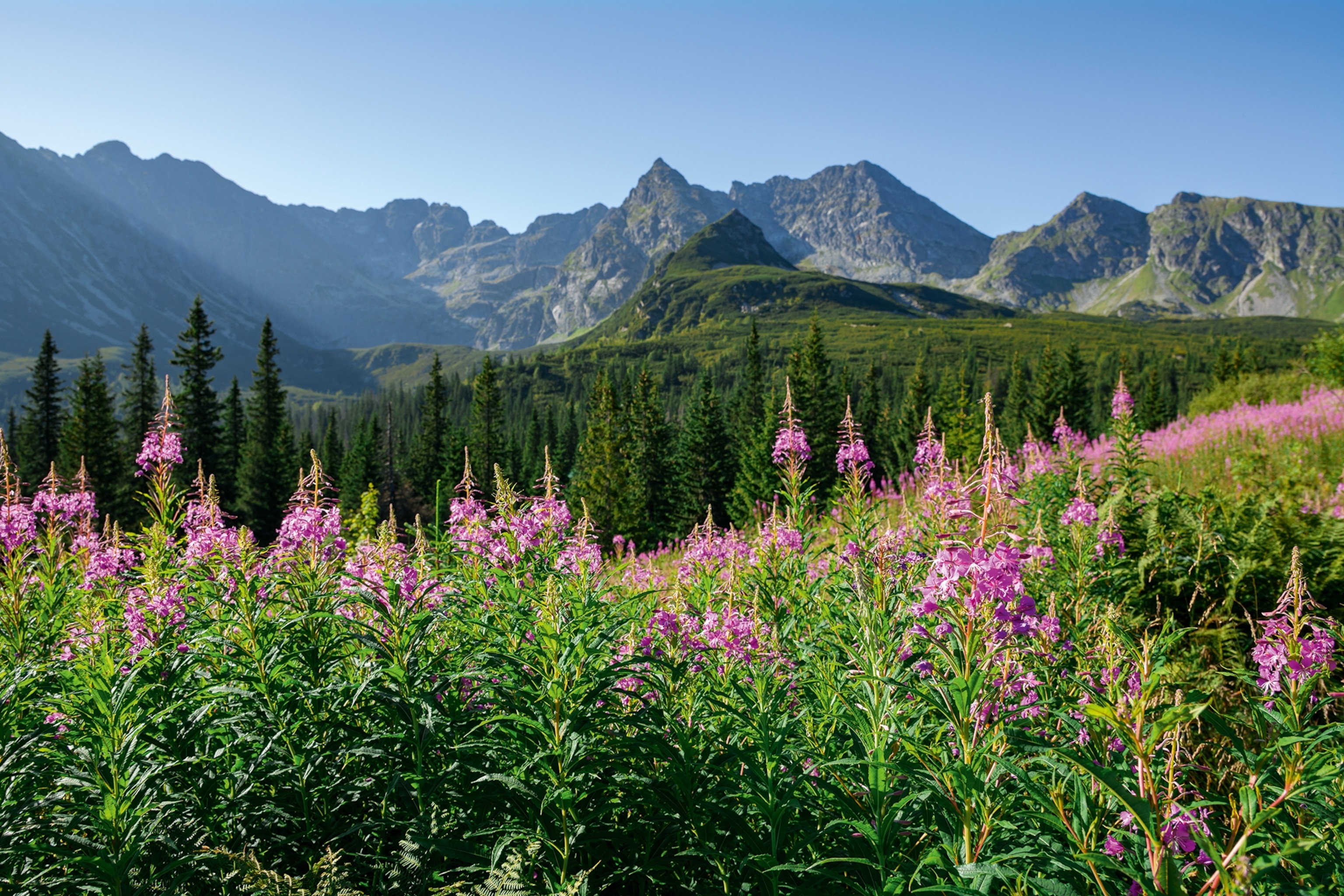 A lush landscape in Poland with a wildflower meadow in the foreground and a mountain range in the distance.