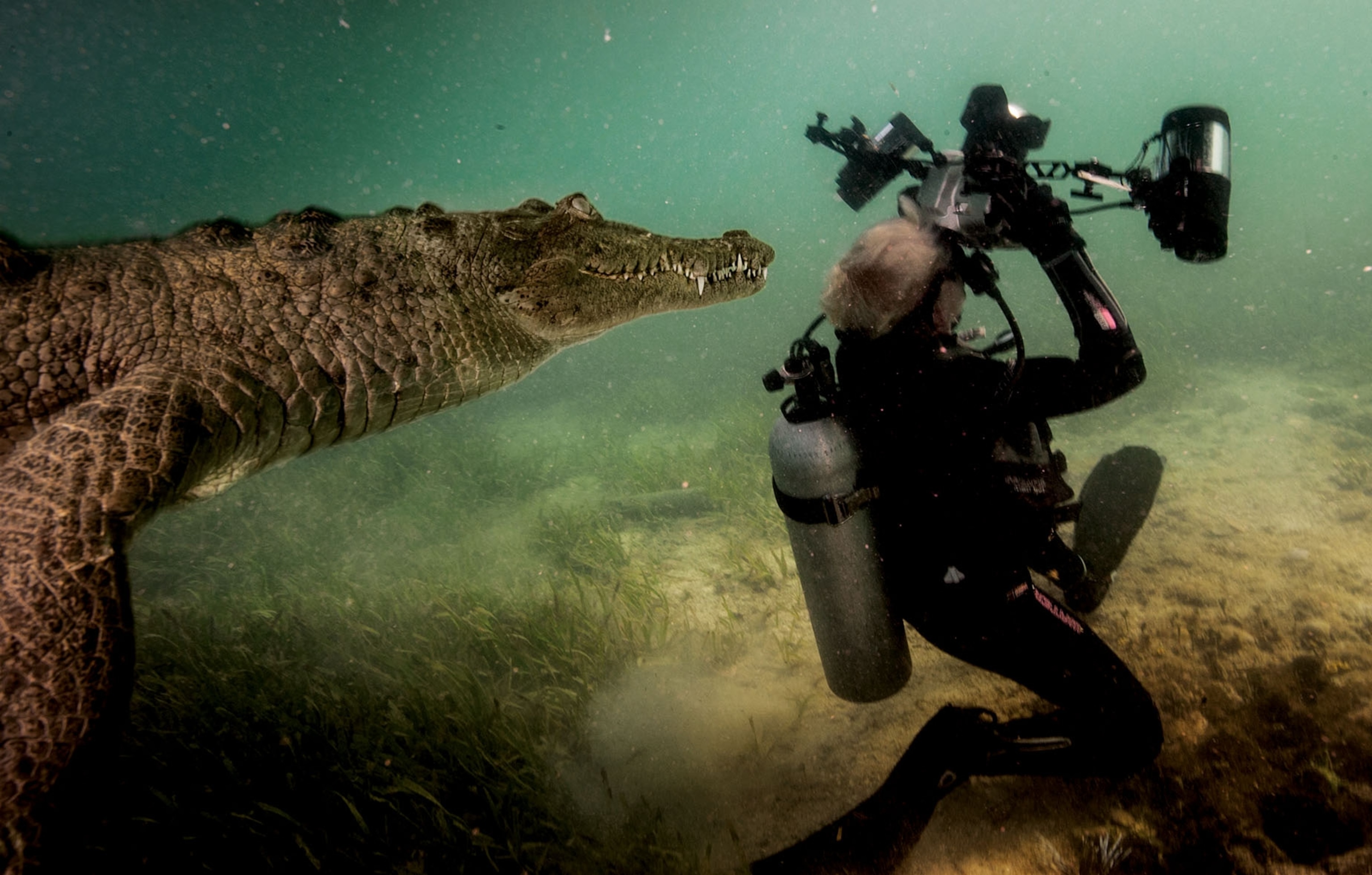 a crocodile swimming up behind a diver who is turned the other way