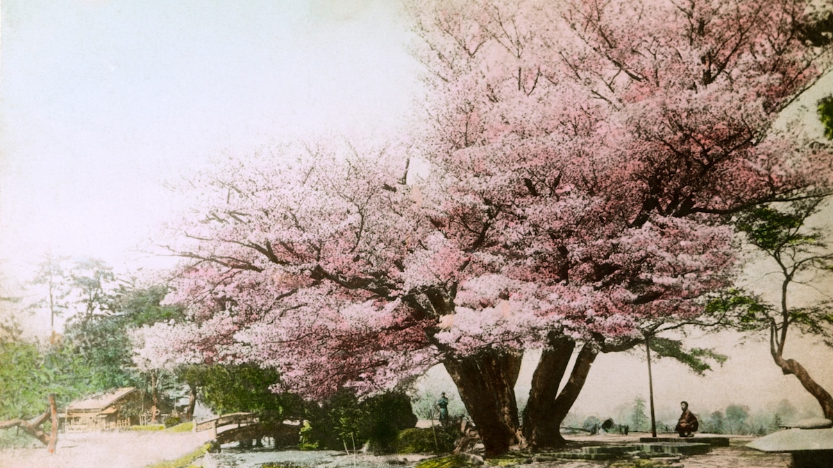 Historic trees - Vimarsana News