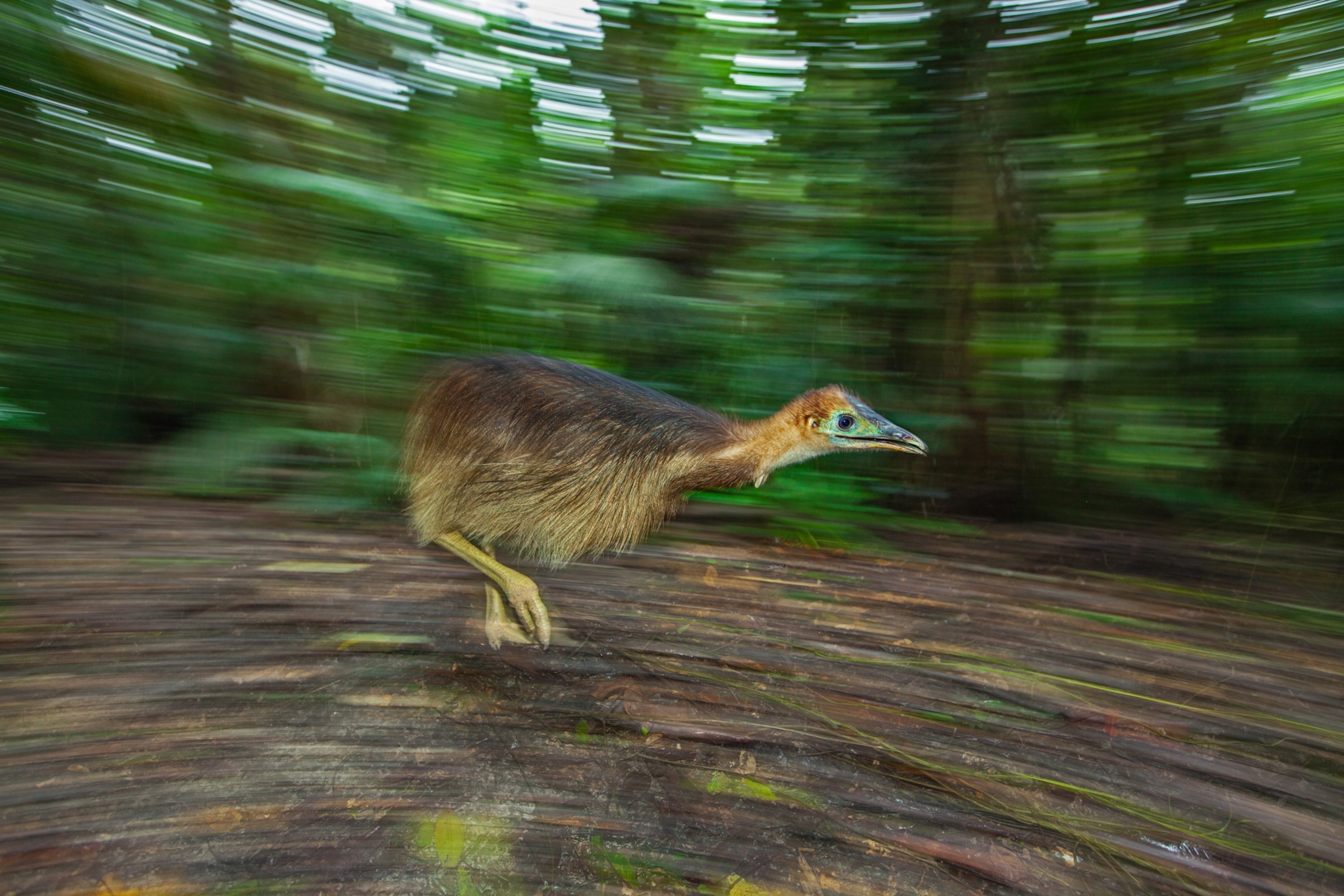 A cassowary chick rushes to find a fruit it heard dropping to the ground.