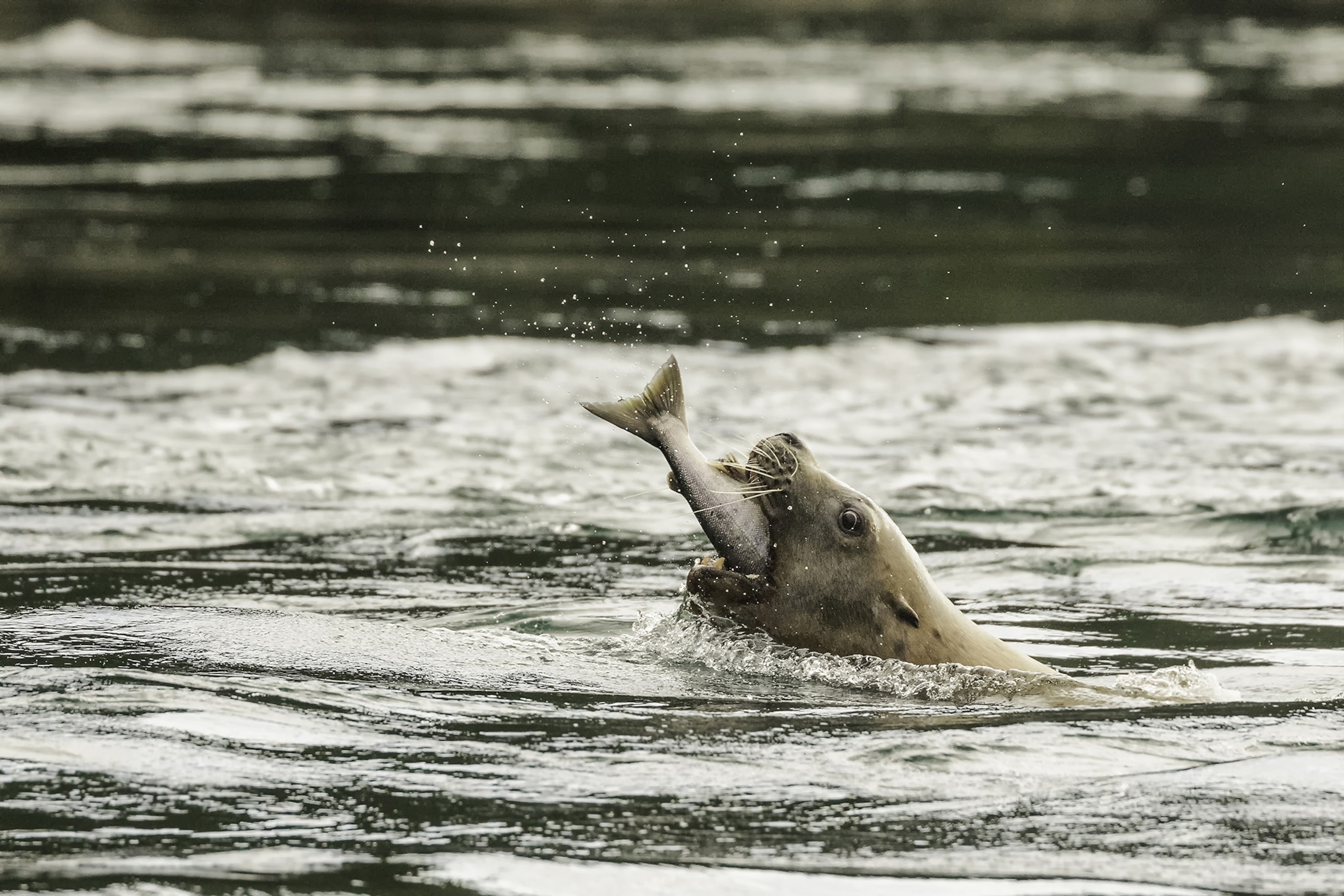 Milliseconds matter when it comes to capturing wildlife in action, and the EOS 7D Mark II allows you to fire off up to 10 frames per second.