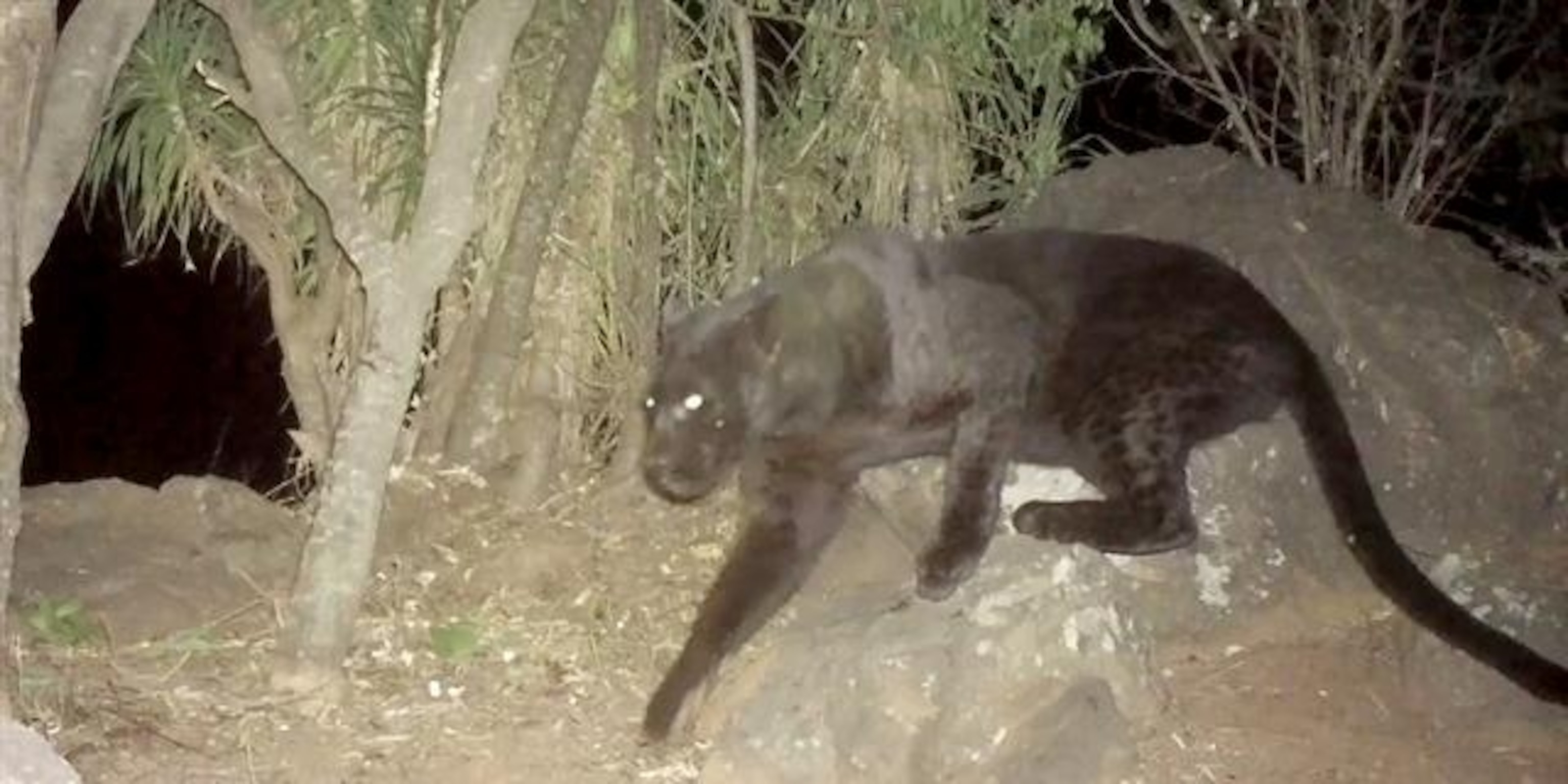 Rare black panther confirmed in Kenya Rare black panther confirmed in Kenya