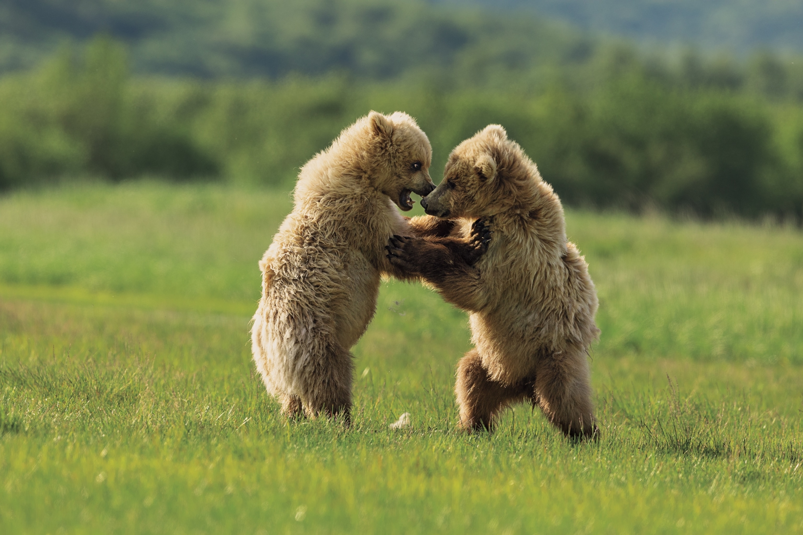 How to see Katmai's famous brown bears up close—and stay safe | National  Geographic