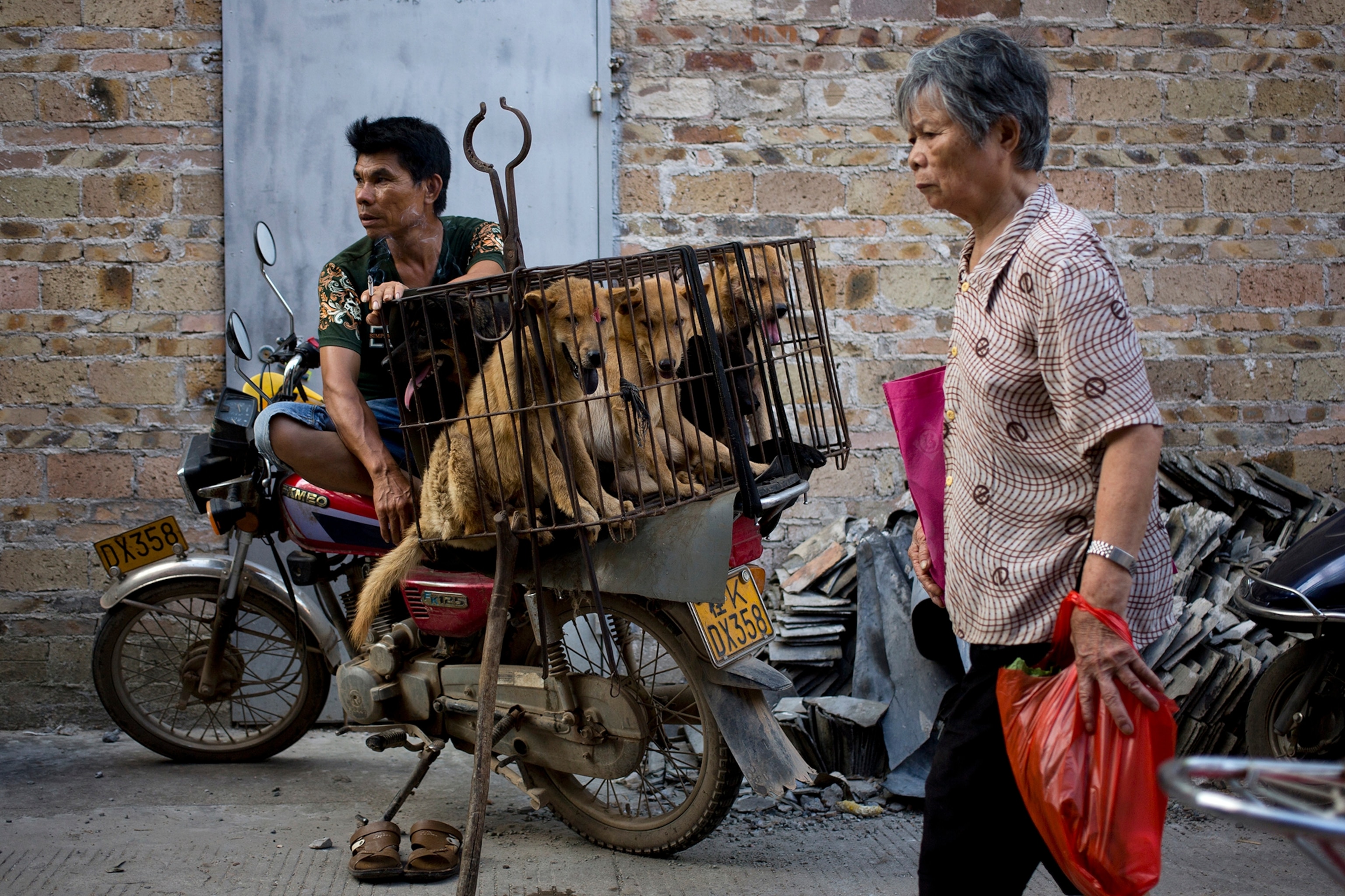 woman walks past a dog vendor waits for buyers next to the dogs