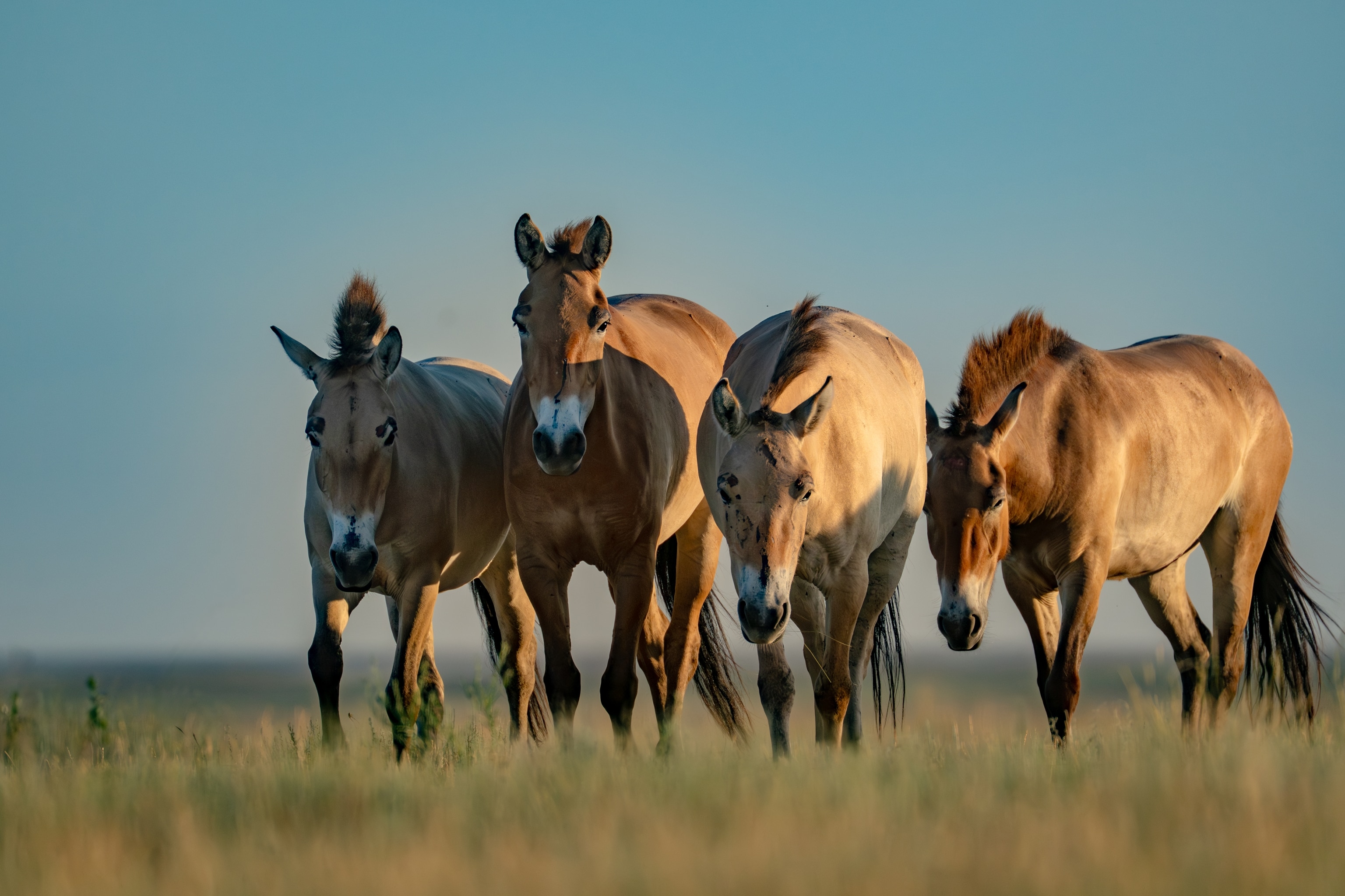 A group of horses under blue sky.