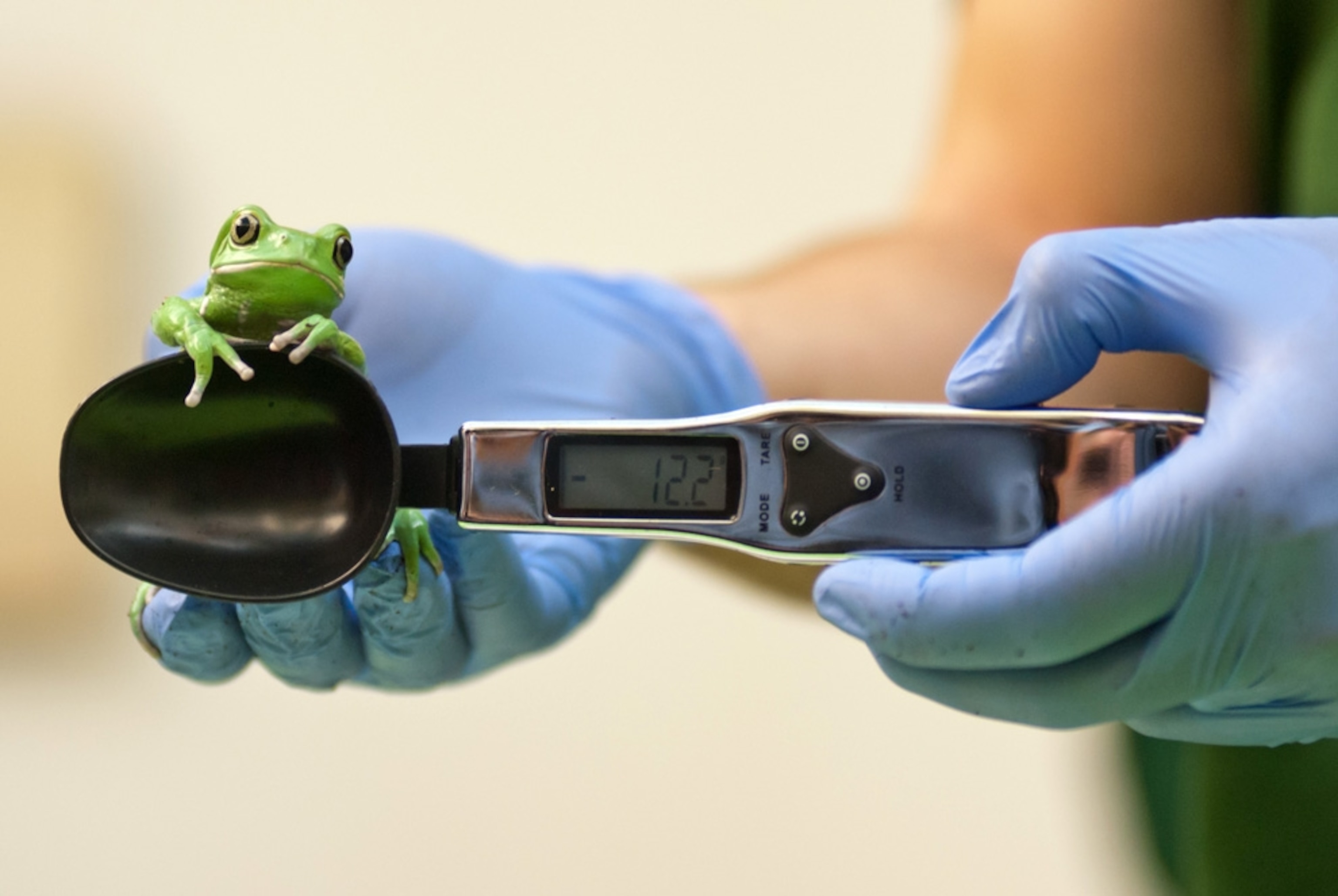 Pictures We Love August - A picture of a frog being measured with a spoon.