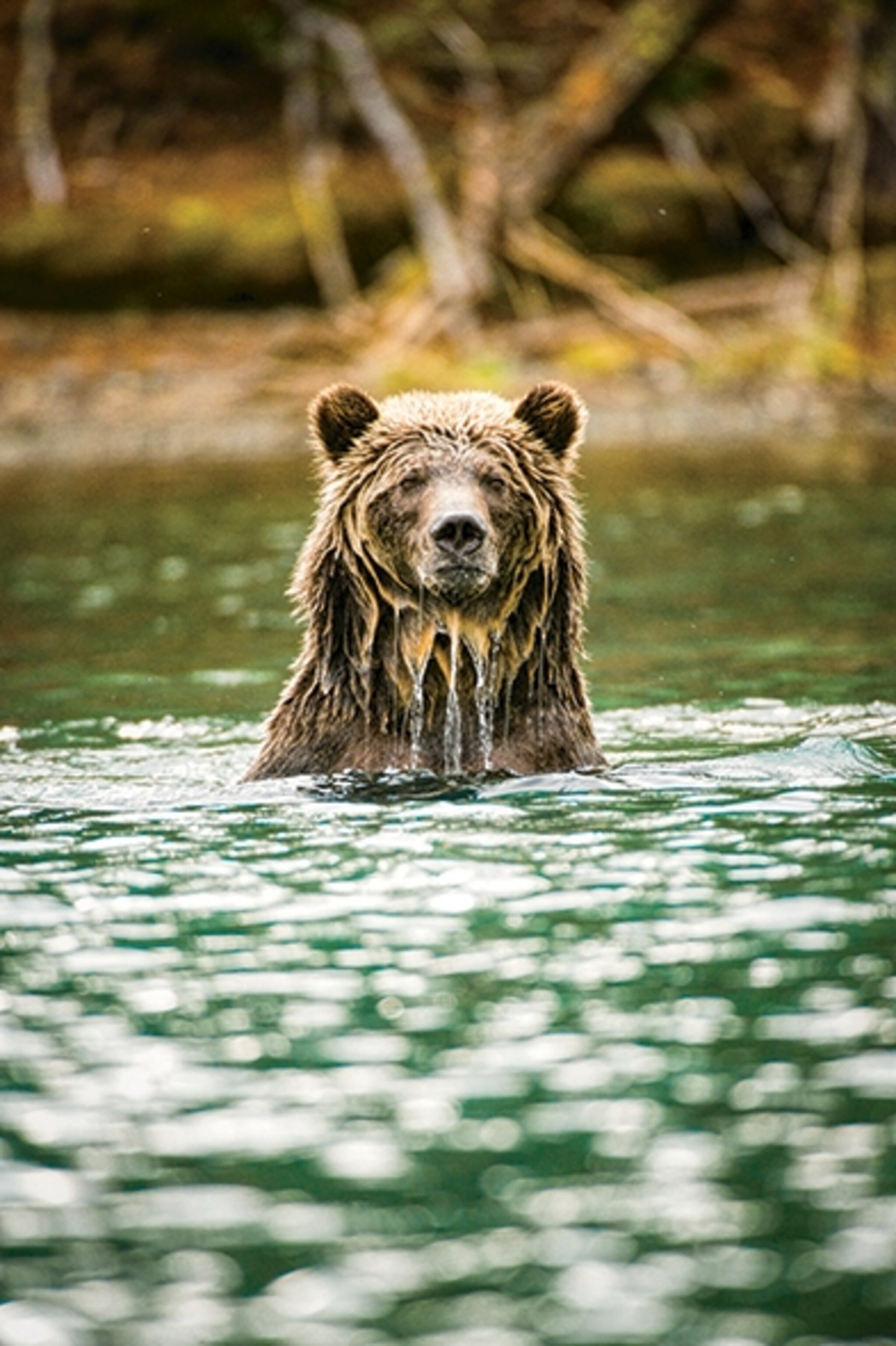 Those who say "no": Ursus arctos horribilis. Those who say "no": Ursus arctos horribilis. Photograph by Steve Ogle