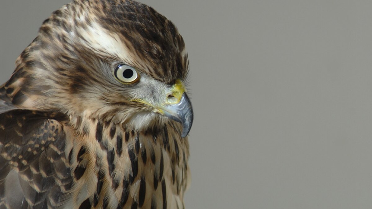 How Training a Wild Hawk Healed One Woman's Broken Heart