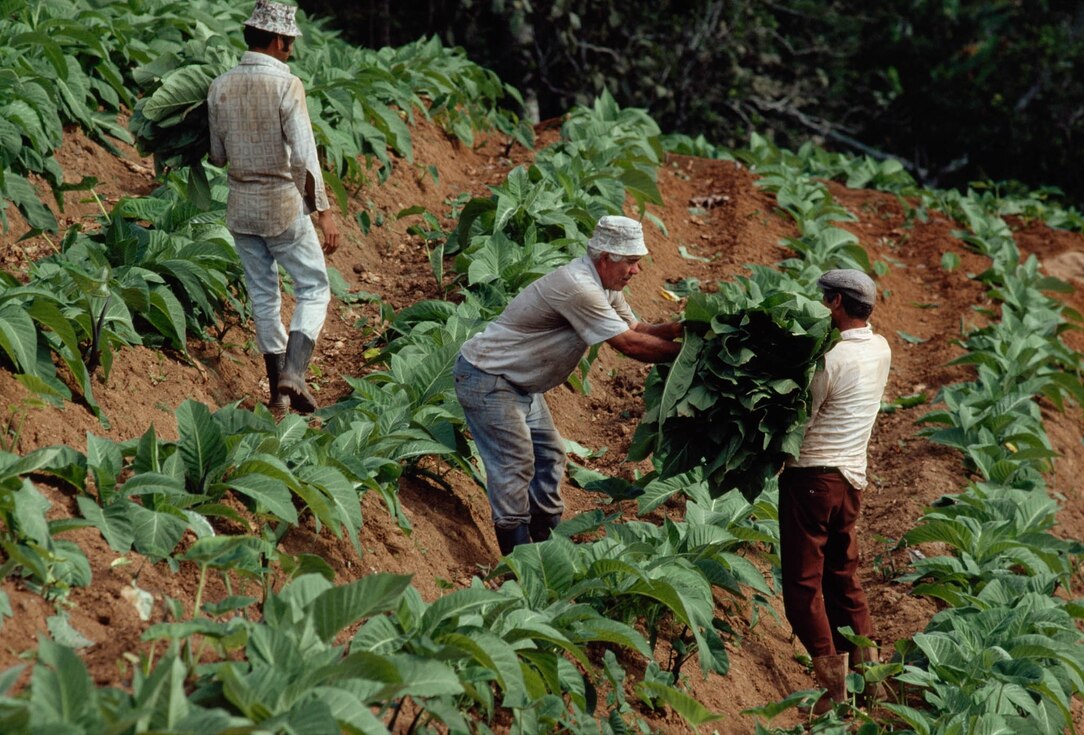 puerto rico tobacco farms Tobacco Crops | Nat Geo Photo of the Day