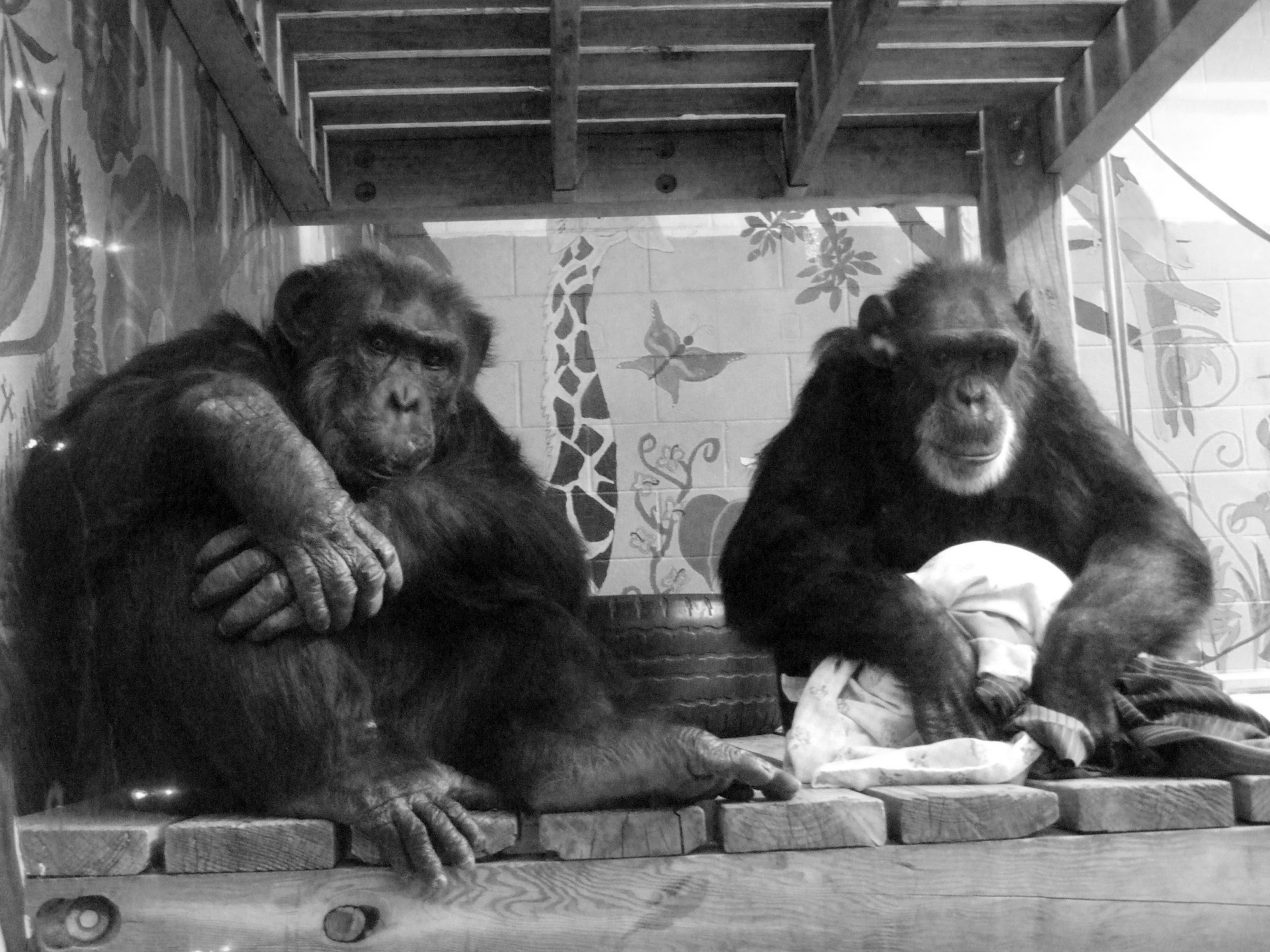 Two chimps sitting together.