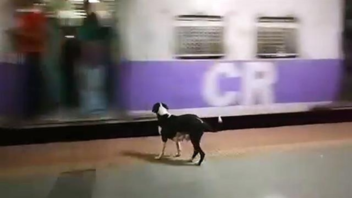 This Loyal Dog Returns Every Day to the Same Train Car in Mumbai, India(00)