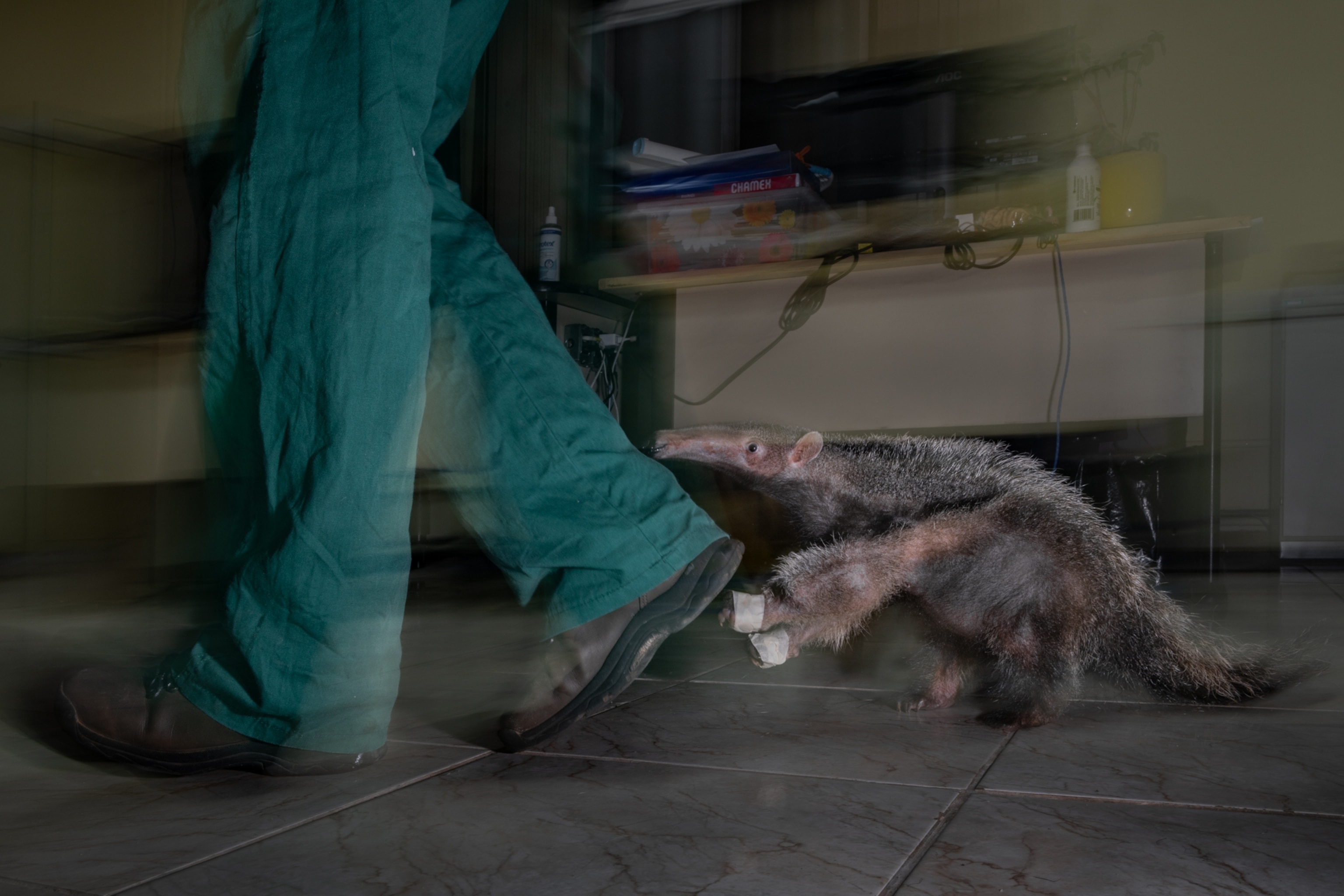 An ant eater chases behind the legs of a a person who has green pants and sneakers.