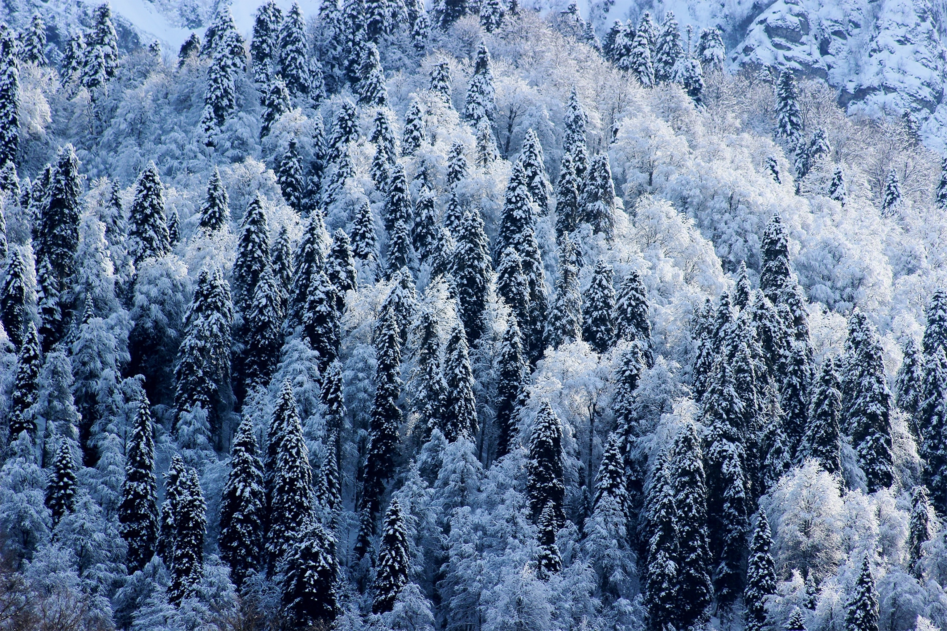 the opening ceremonies.