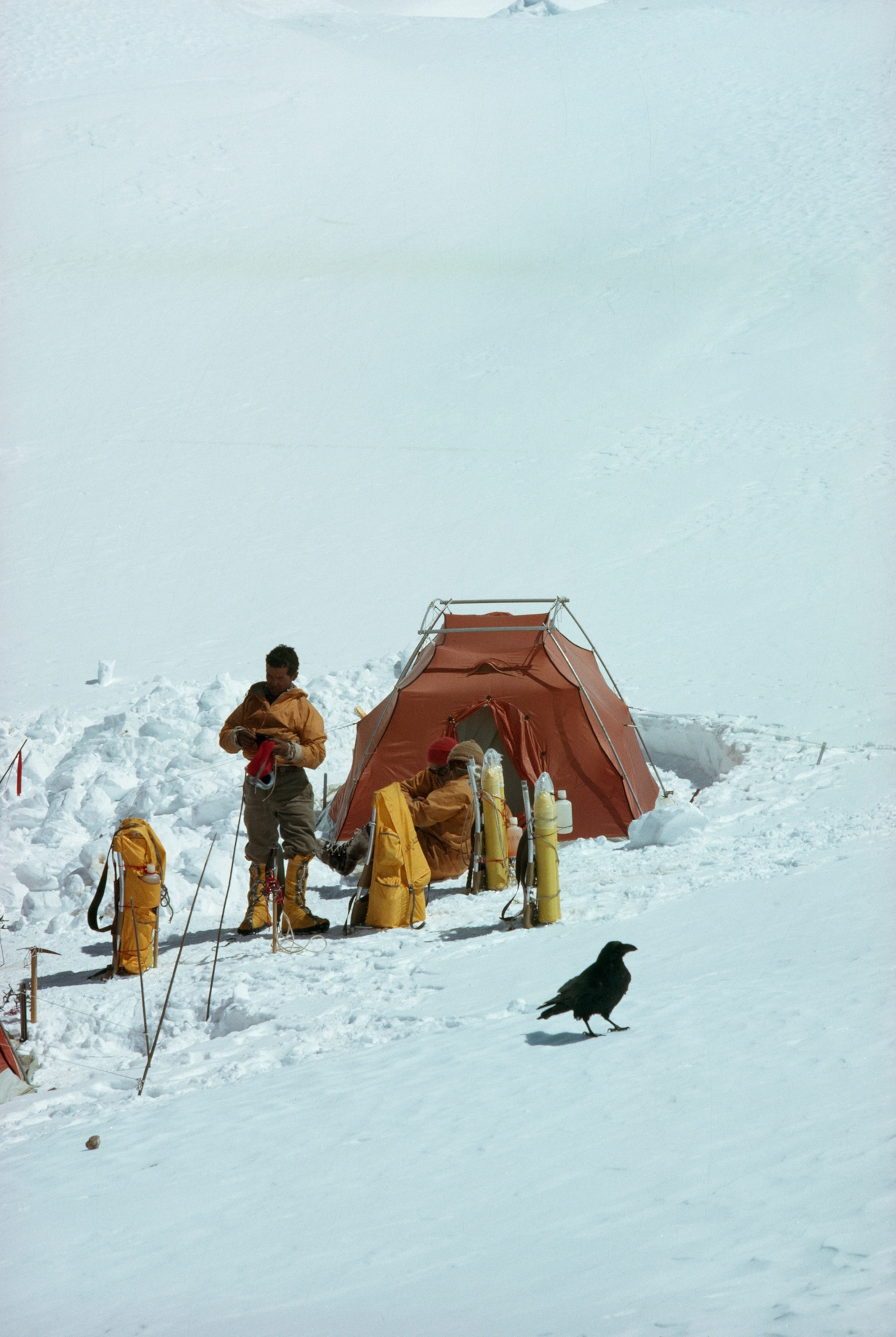 Even in a realm of eternal snow, half a dozen of these hardy groans, the Sherpa name for Corvus corax tibetanus, made a good living from the garbage dump. As “grim, ungainly, ghastly, gaunt, and ominous’ as anything from Edgar Allan Poe, they split the camp into pro- and anti-gorak factions.