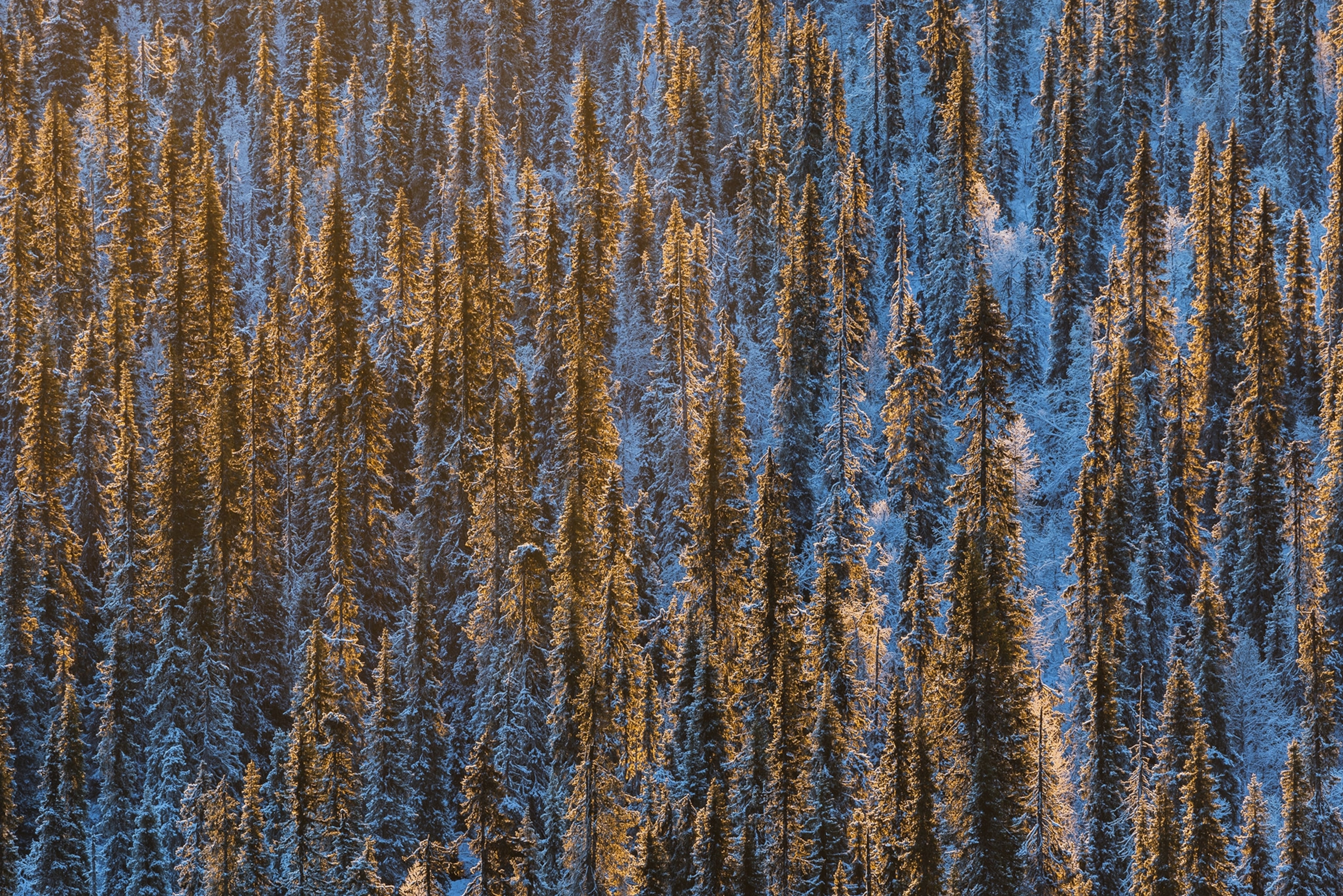 A sunlit stand of trees lightly dusted in snow