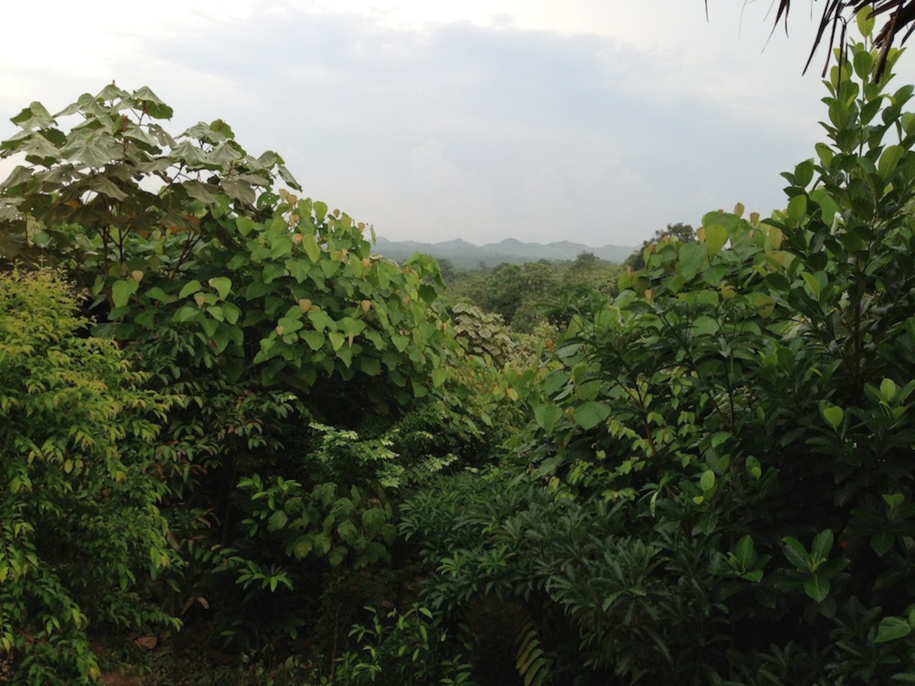 Gunung Leuser National Park, Indonesia