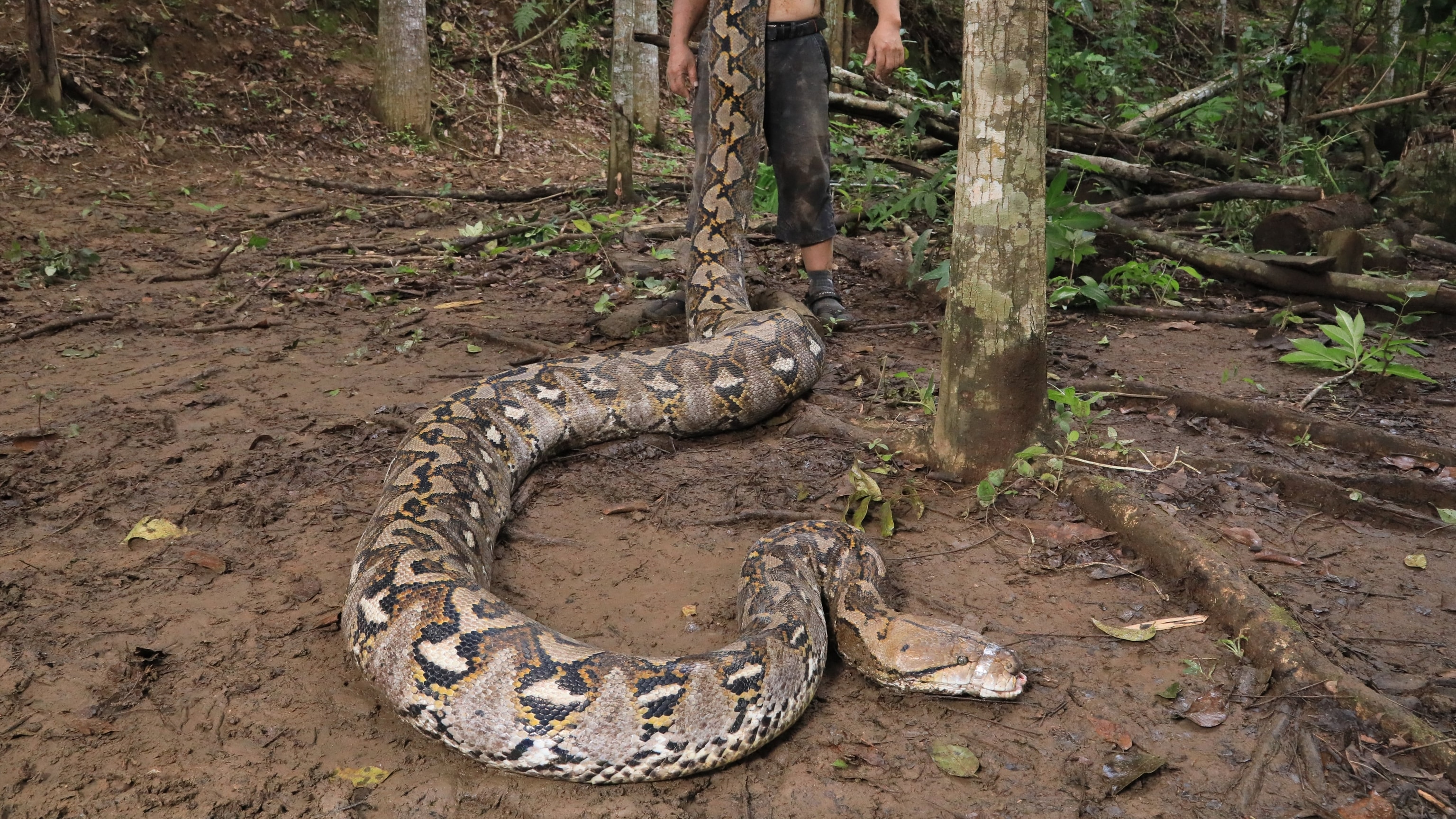 Meet ‘The Baroness’—the world’s longest wild snake