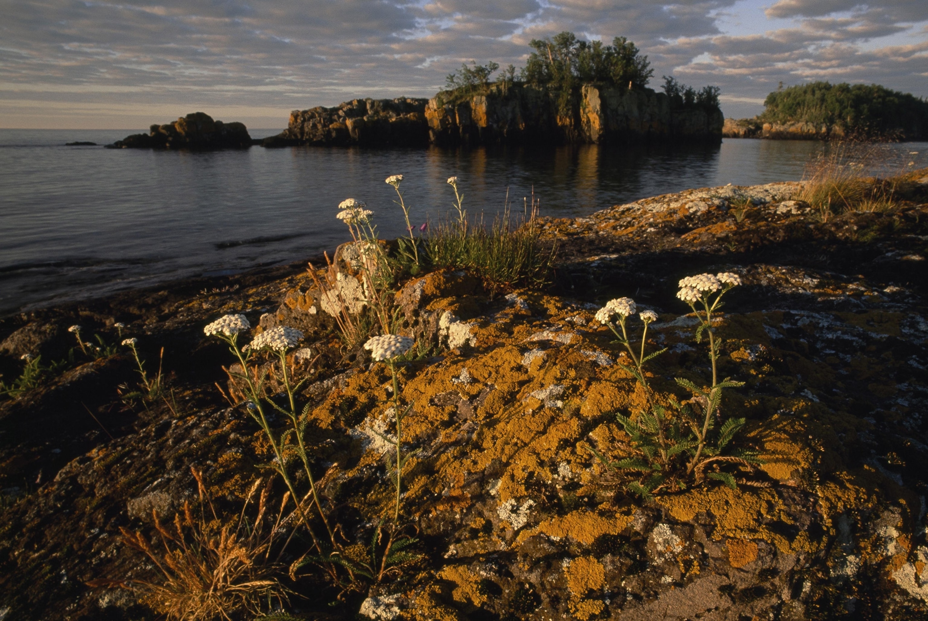 Golden sunset washes over rocky cliff with white flowers growing, small rocky islands in the distance dot a lake