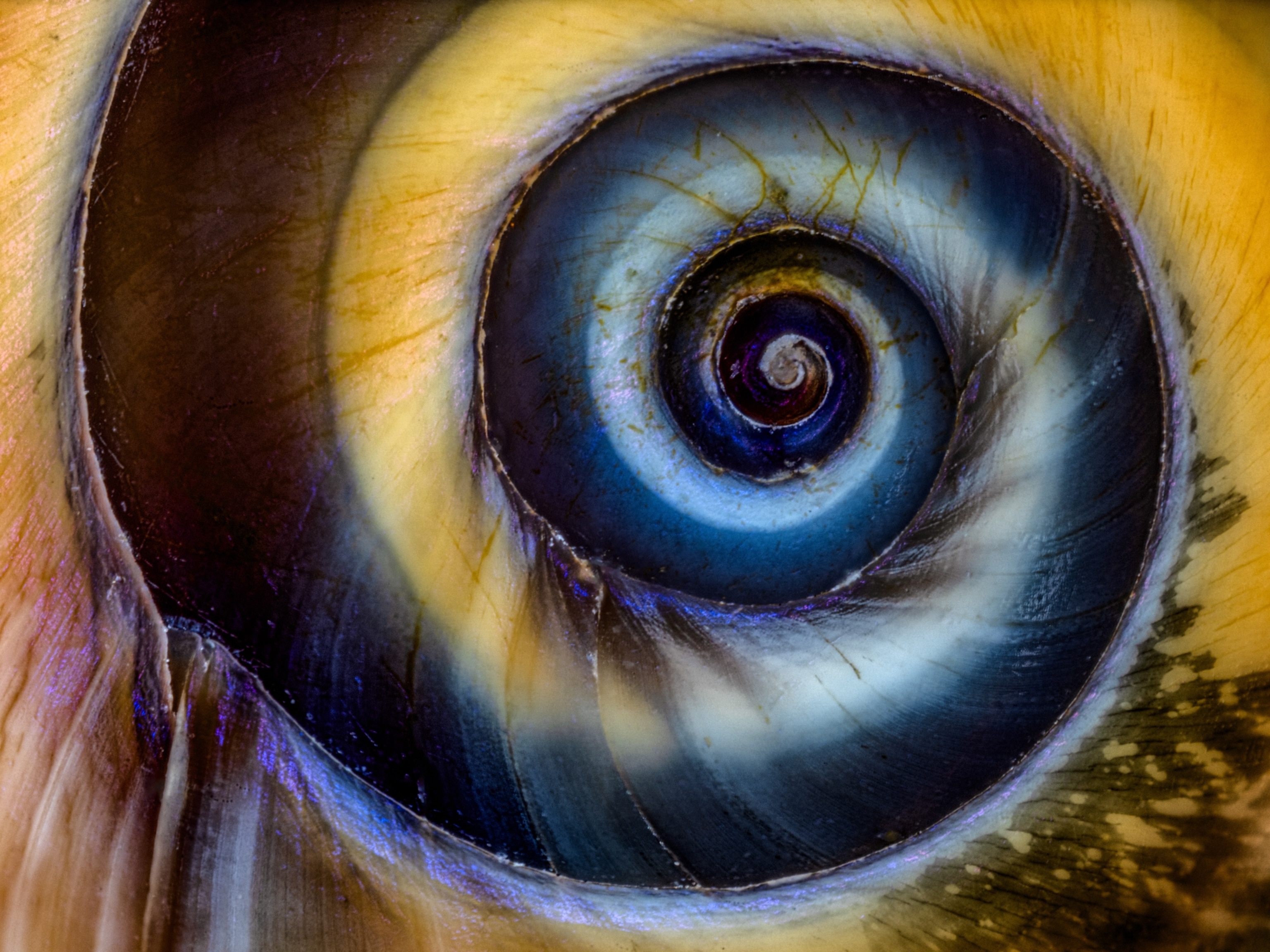 Close-up of a vibrant spiral shell with deep blue and gold hues