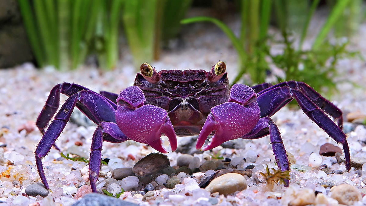 Top 10 Weirdest Animal Stories of 2015—Editors’ Picks | National Geographic