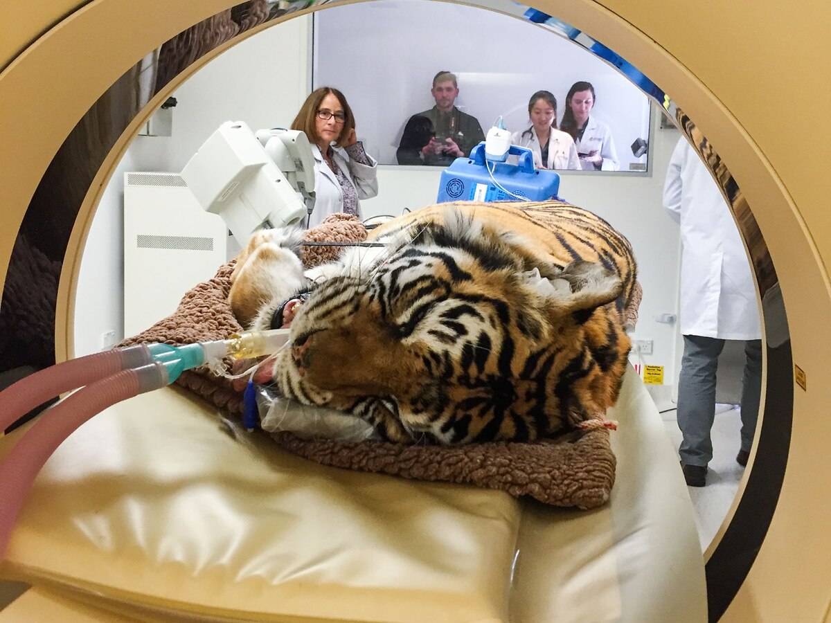How Do You Do Eye Surgery on a Bengal Tiger?