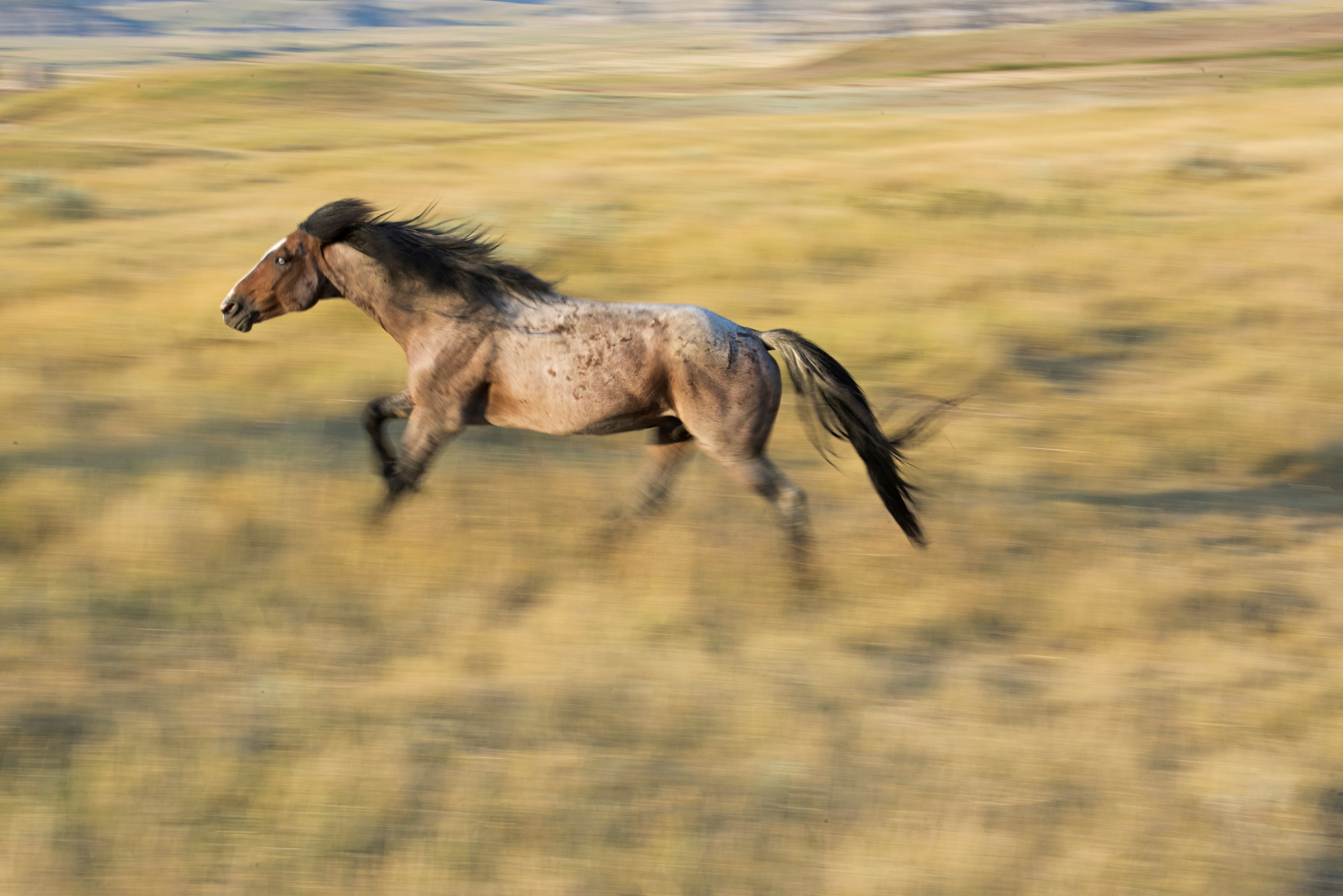 A horse runs through an open field.