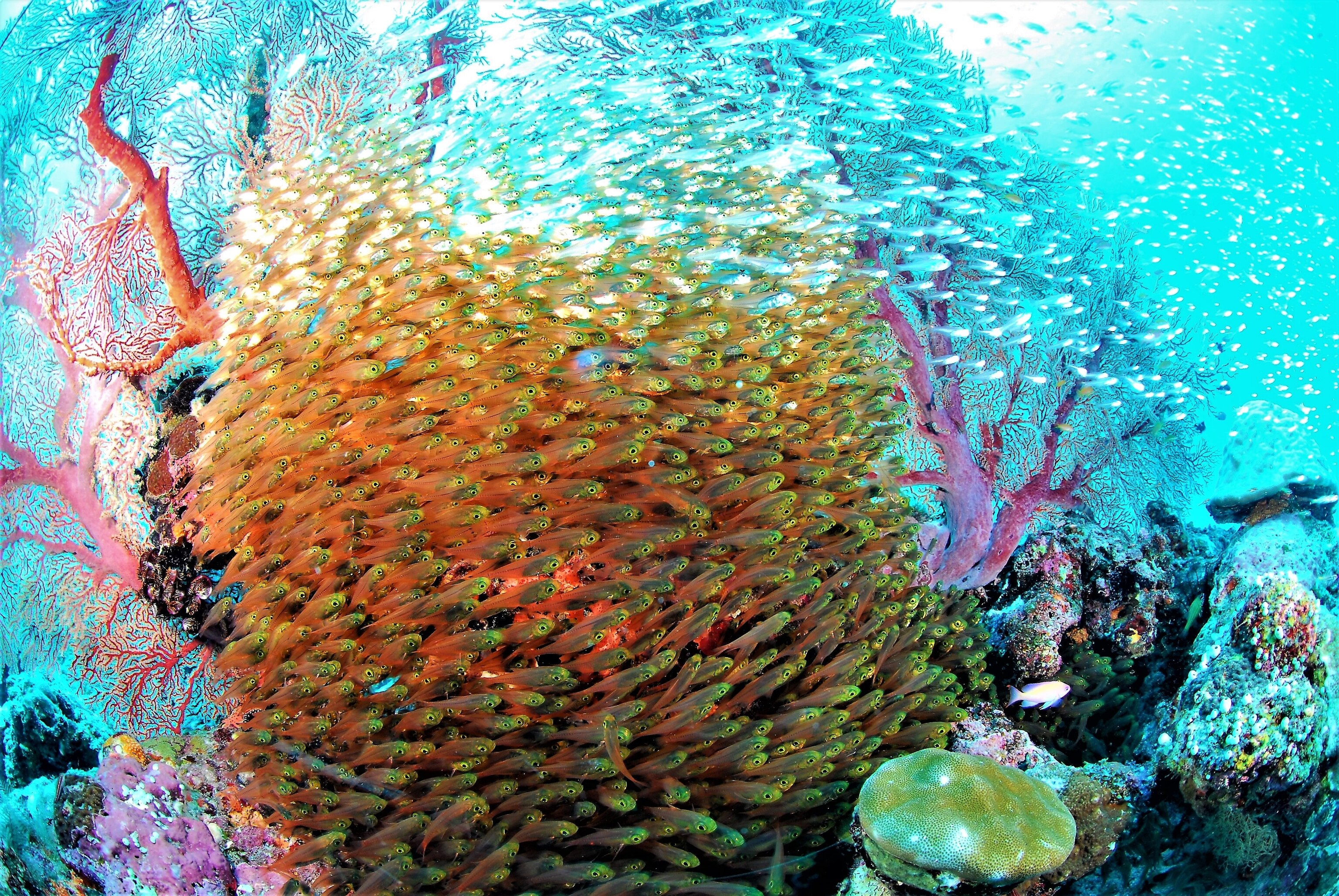 Image of a school of Golden Sweepers swimming around a reef in Keramashoto National Park Japan
