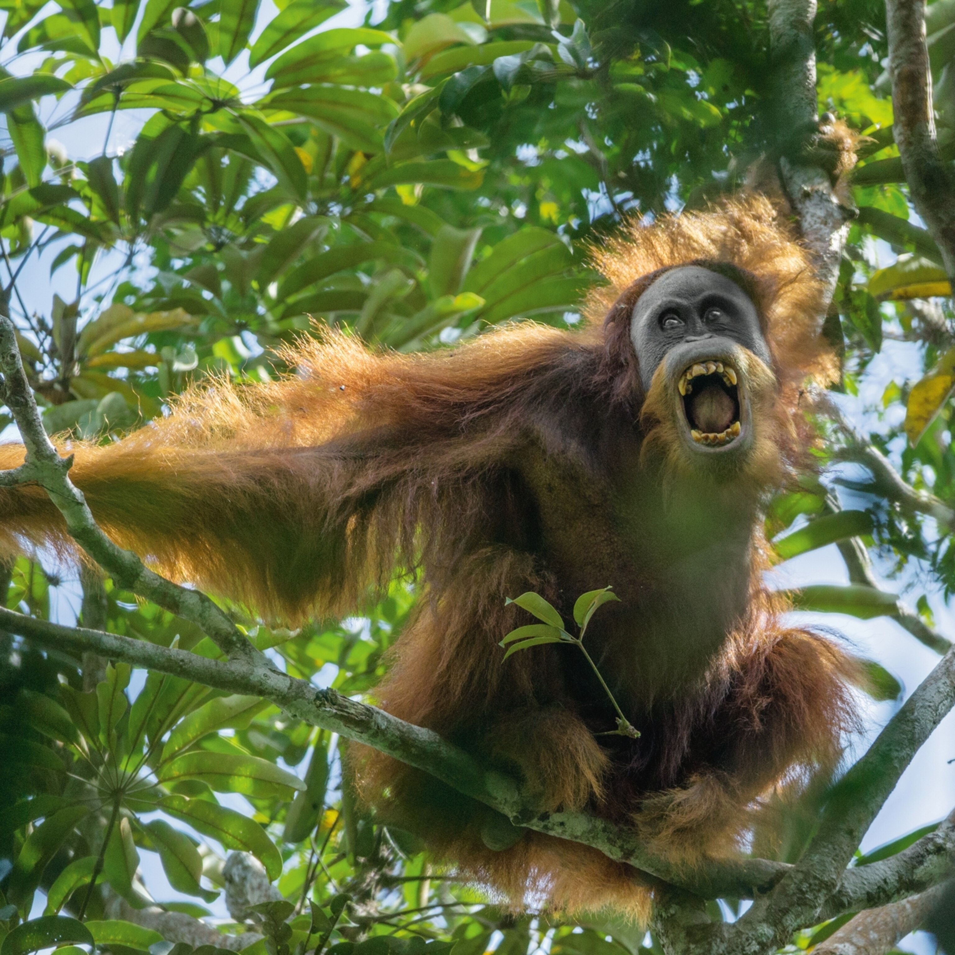 do orangutans visit their mothers