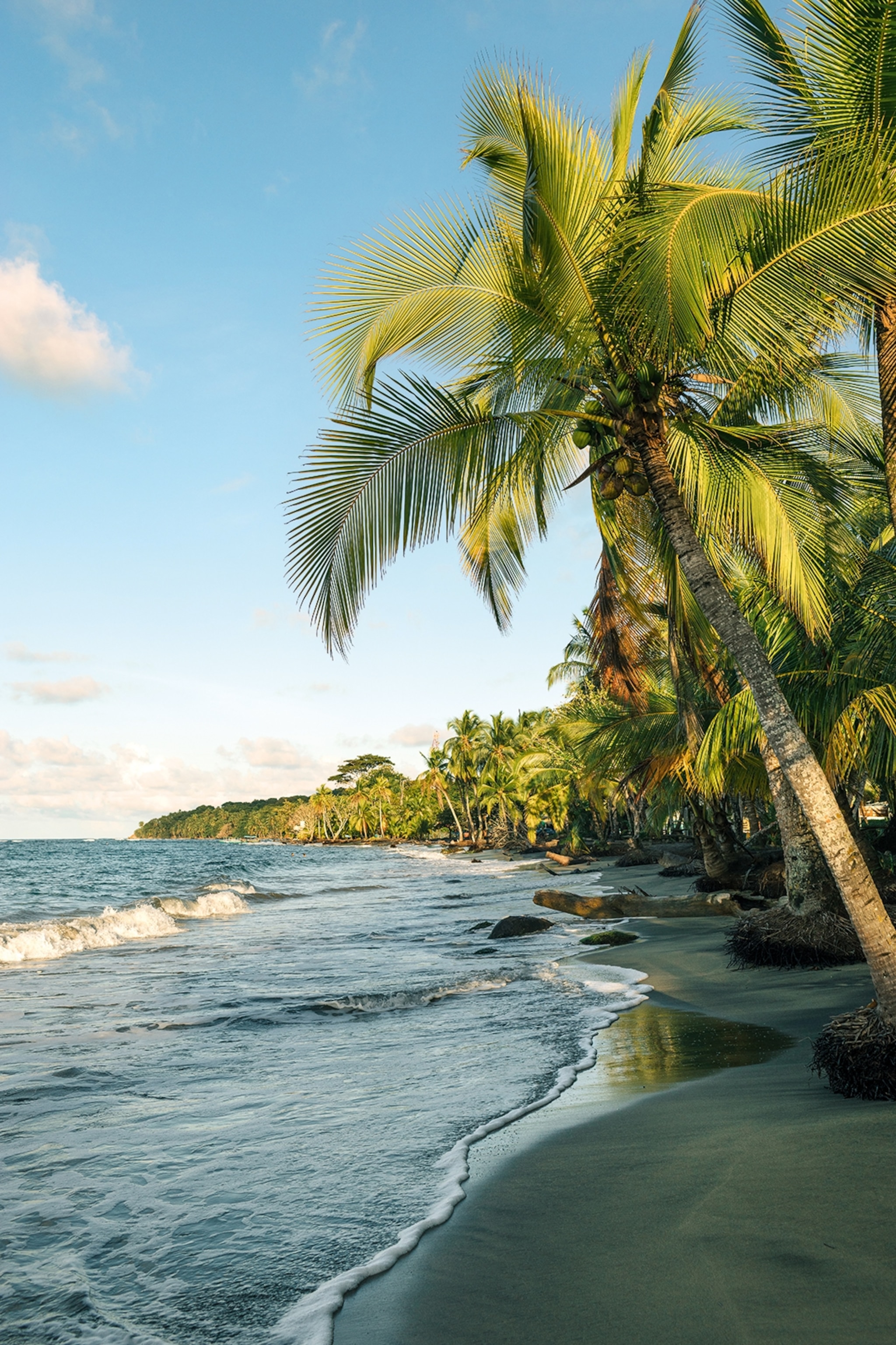 A picture perfect beach with a palm tree hanging over the water.