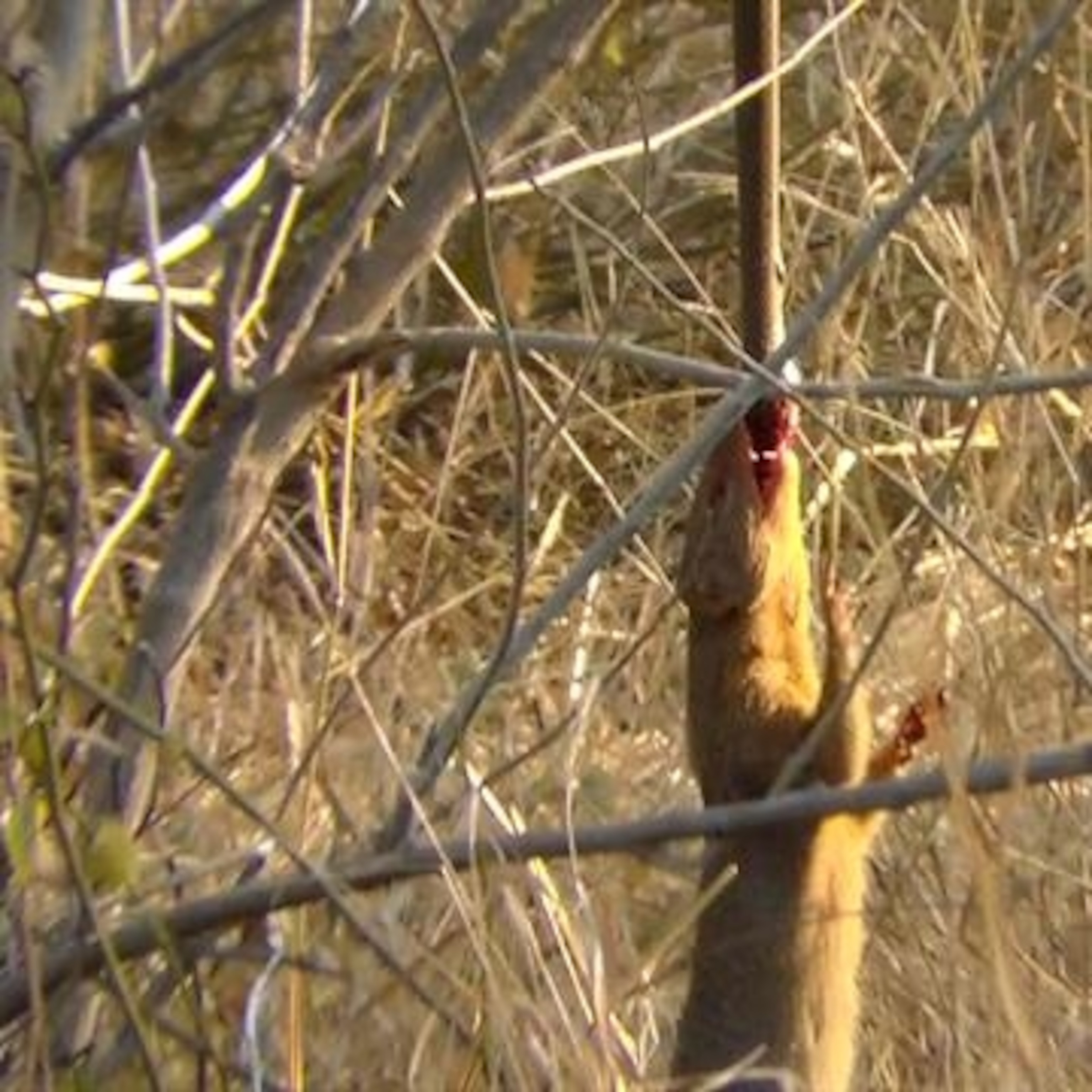 Watch a Mongoose Swing From a Deadly Snake