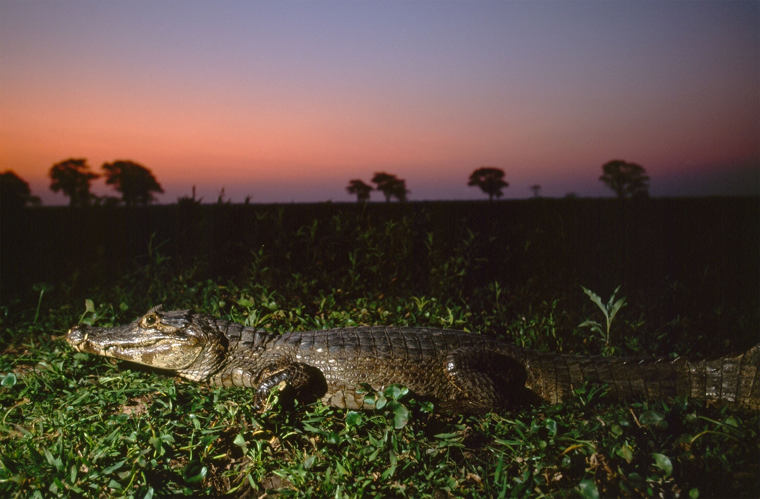 a caiman at sunset