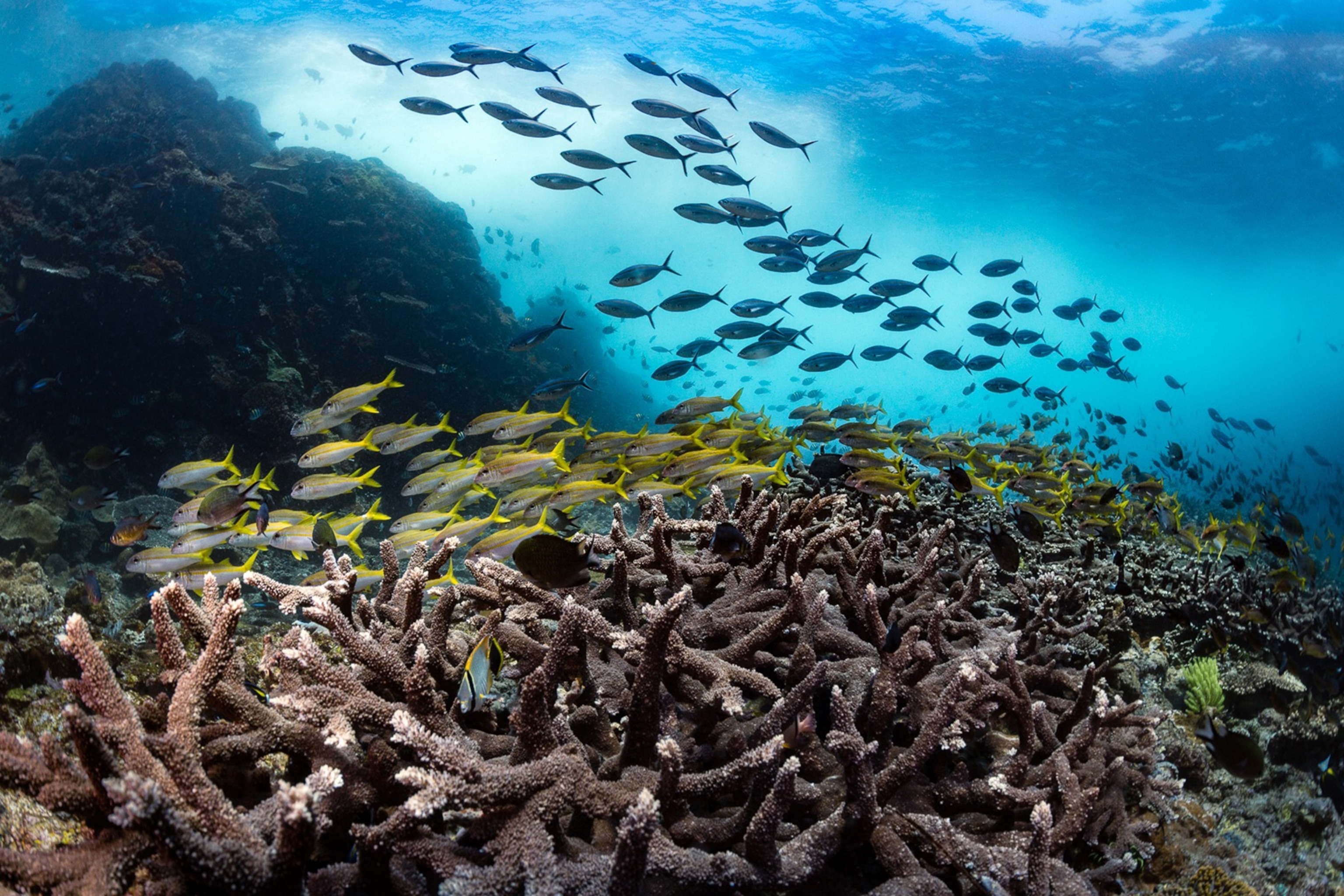 dynamic reef system has schooling fusiliers