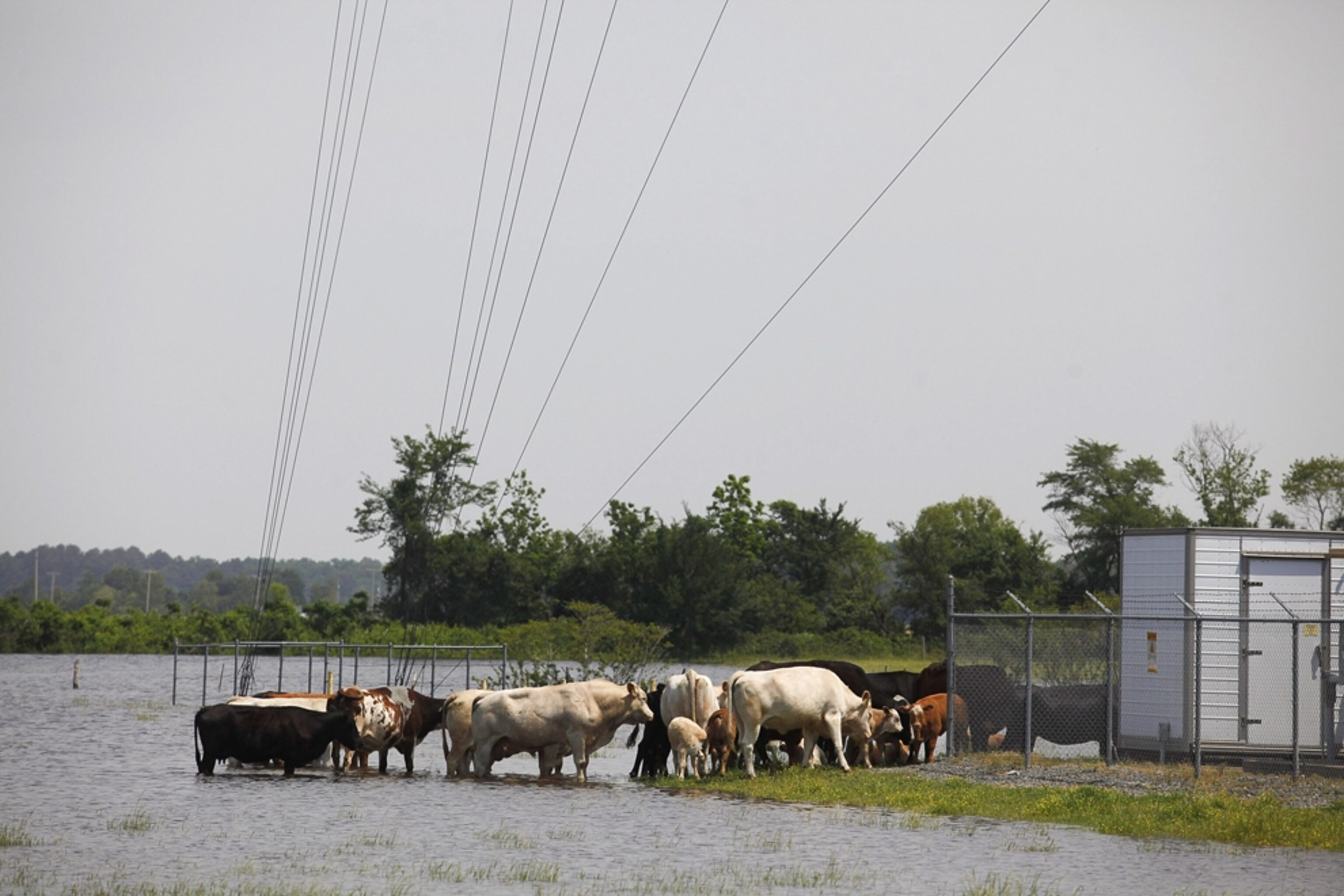 Mississippi flood picture: cattle in Arkansas