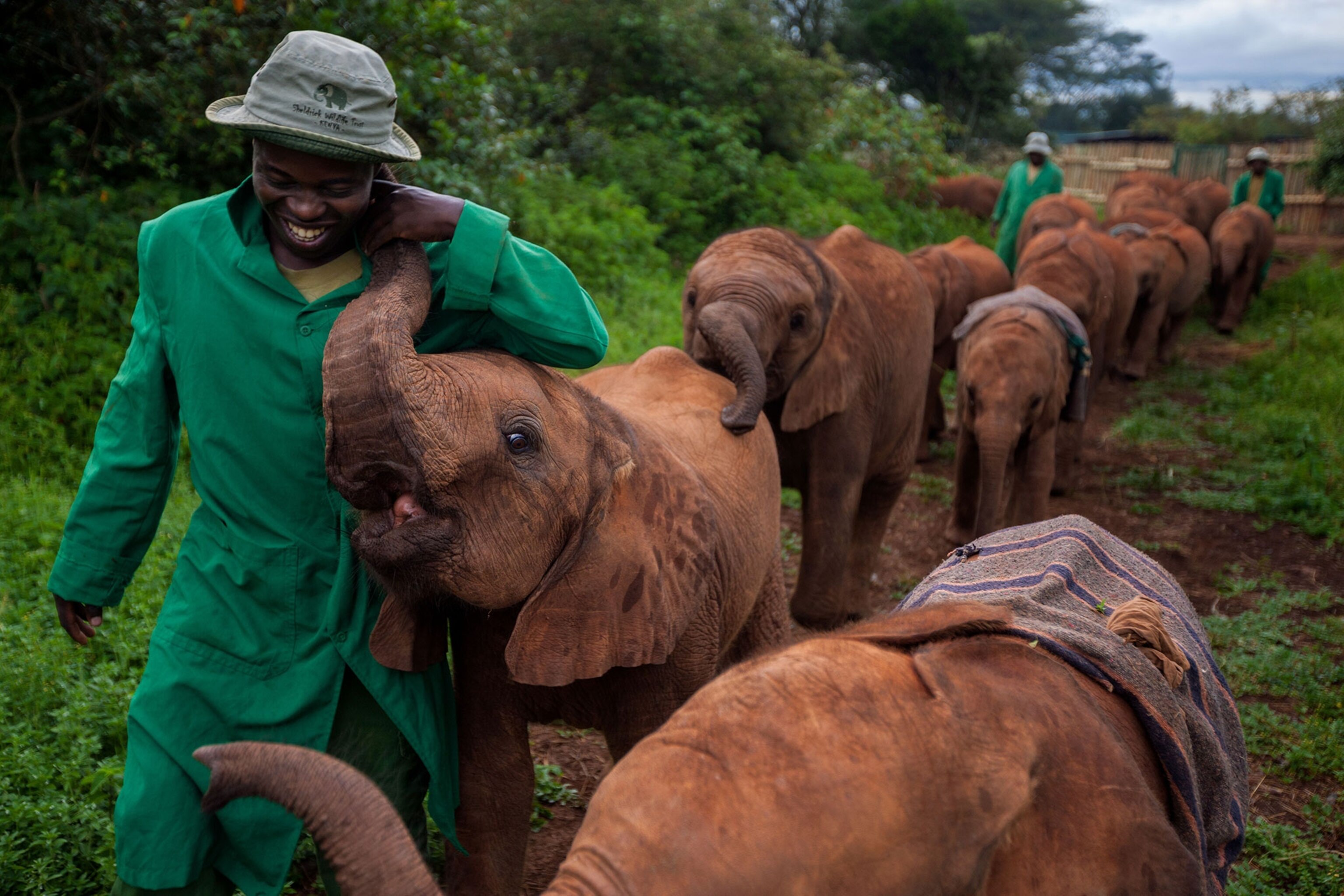 How to Photograph an Elephant