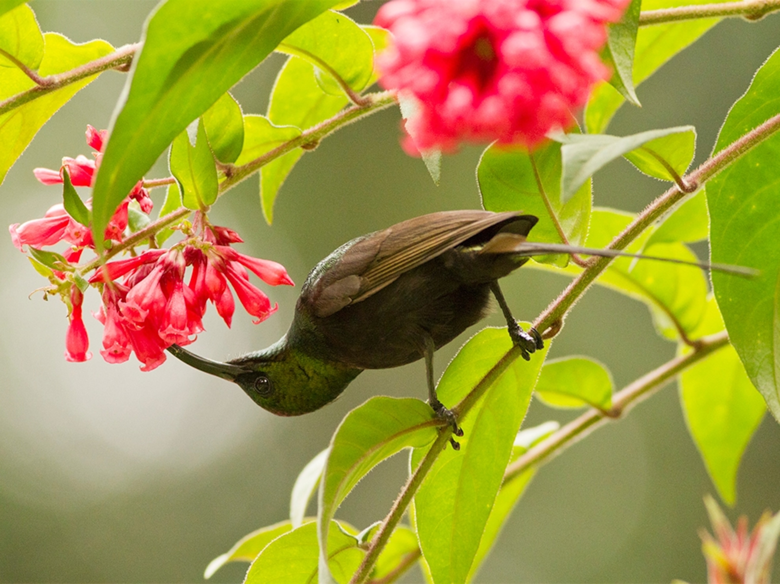 bird in Rwanda