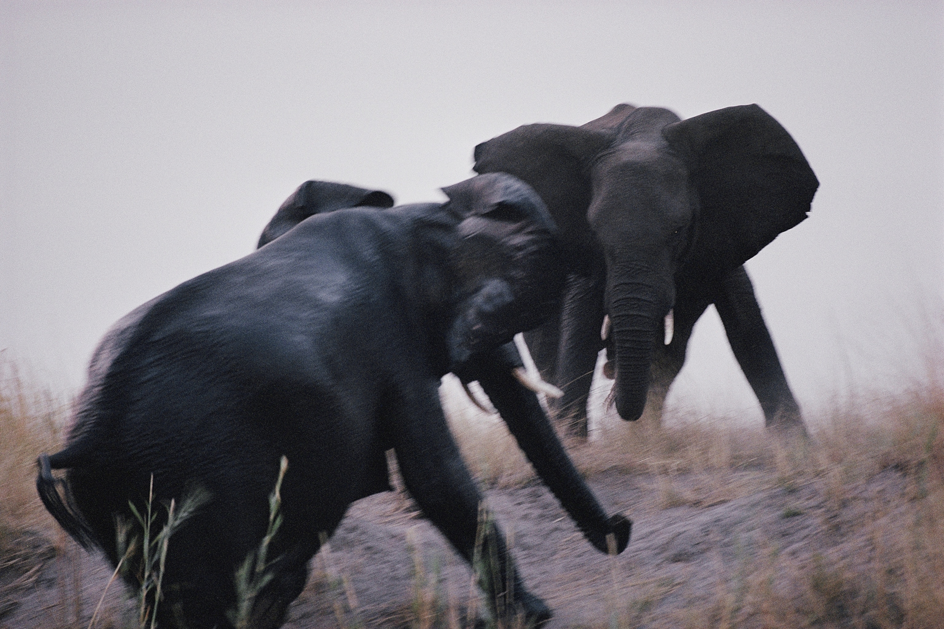 An elephant, Loxodonta africana, matriarch clashes with an intruder near the Chobe River.