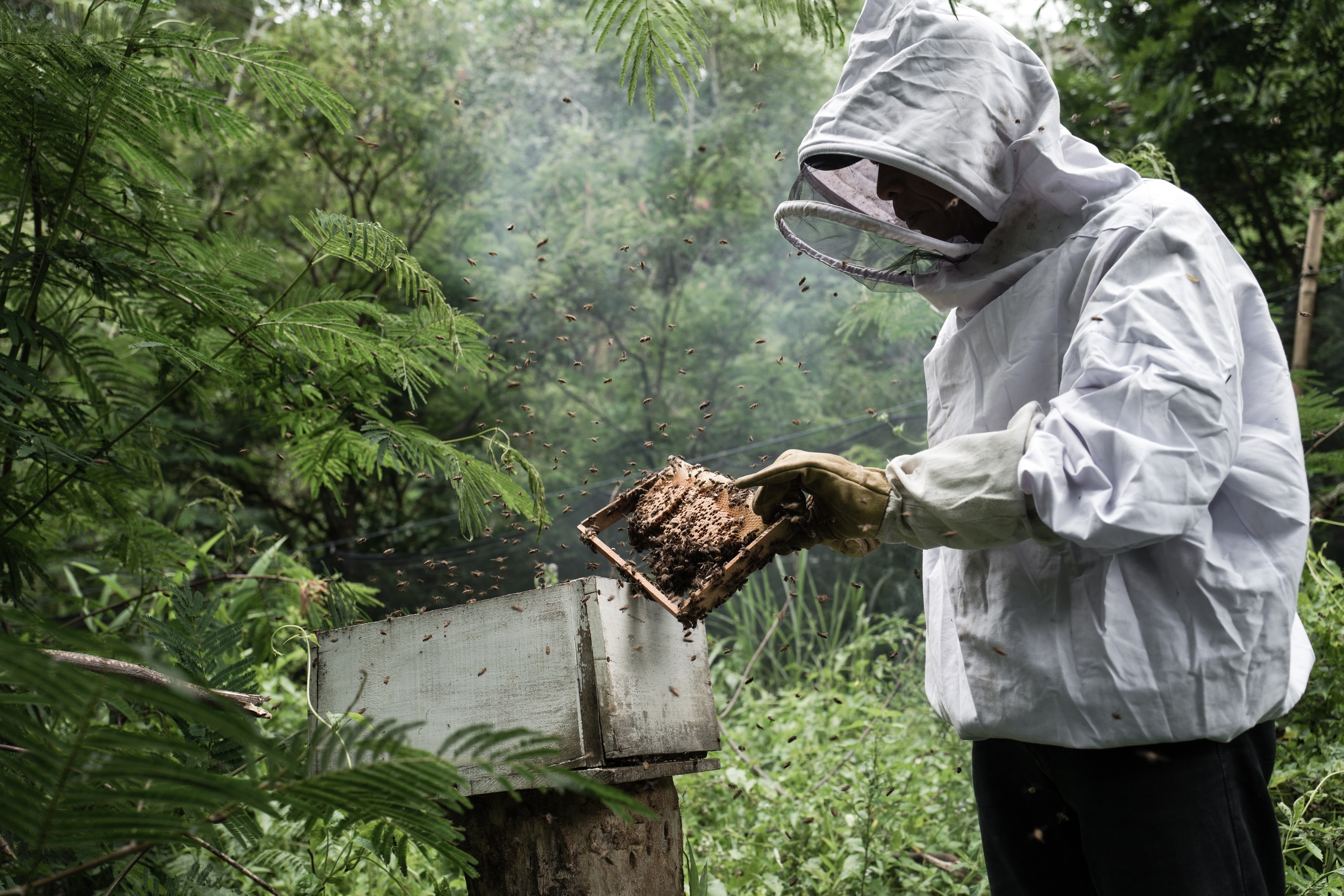 A person in a beekeeping suit examines a bee hive
