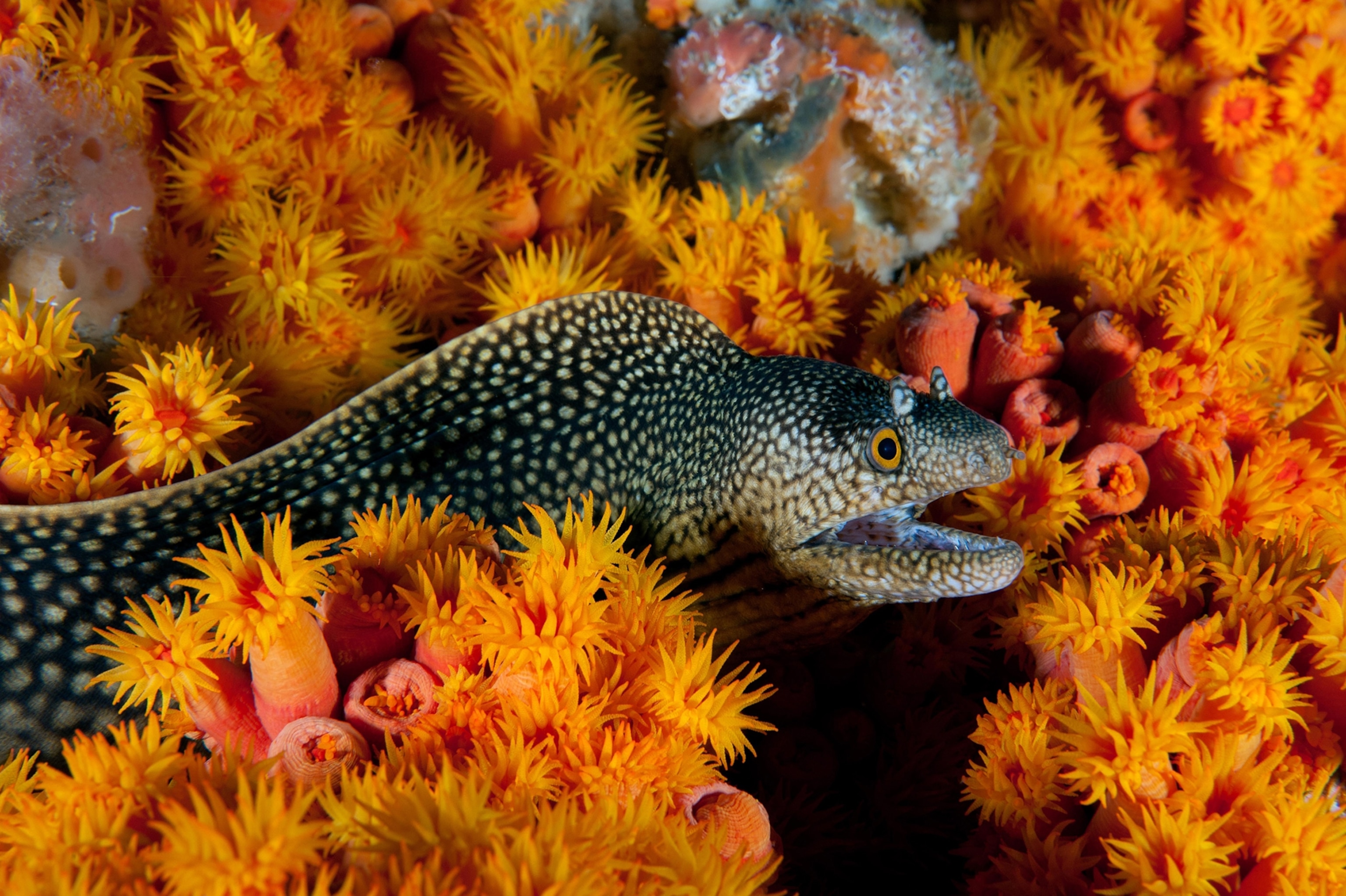 The National Geographic Pristine Seas divers discovered vibrant marine life thriving on an oil platform in Gabon.
