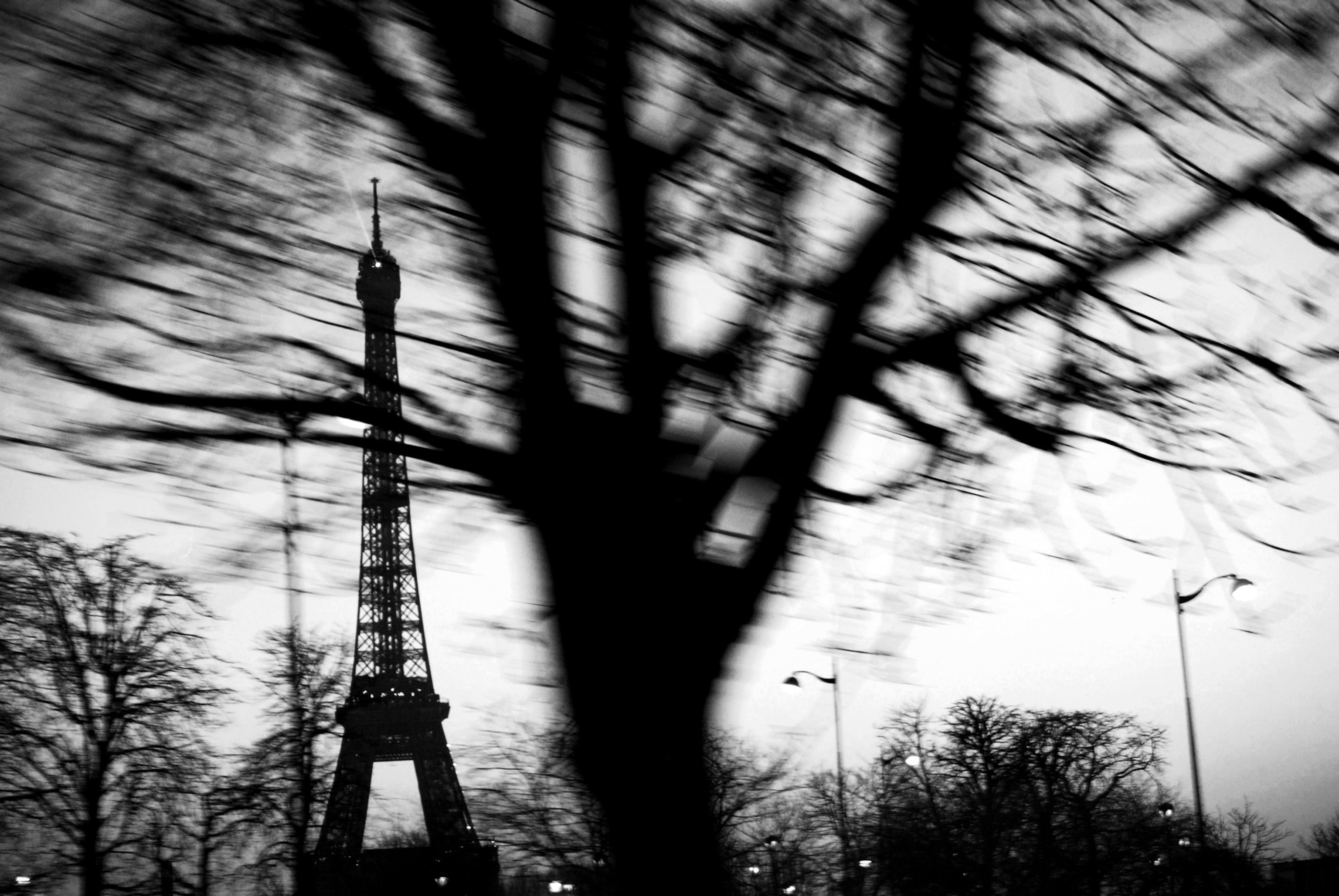 a tree with the Eiffel Tower in Paris