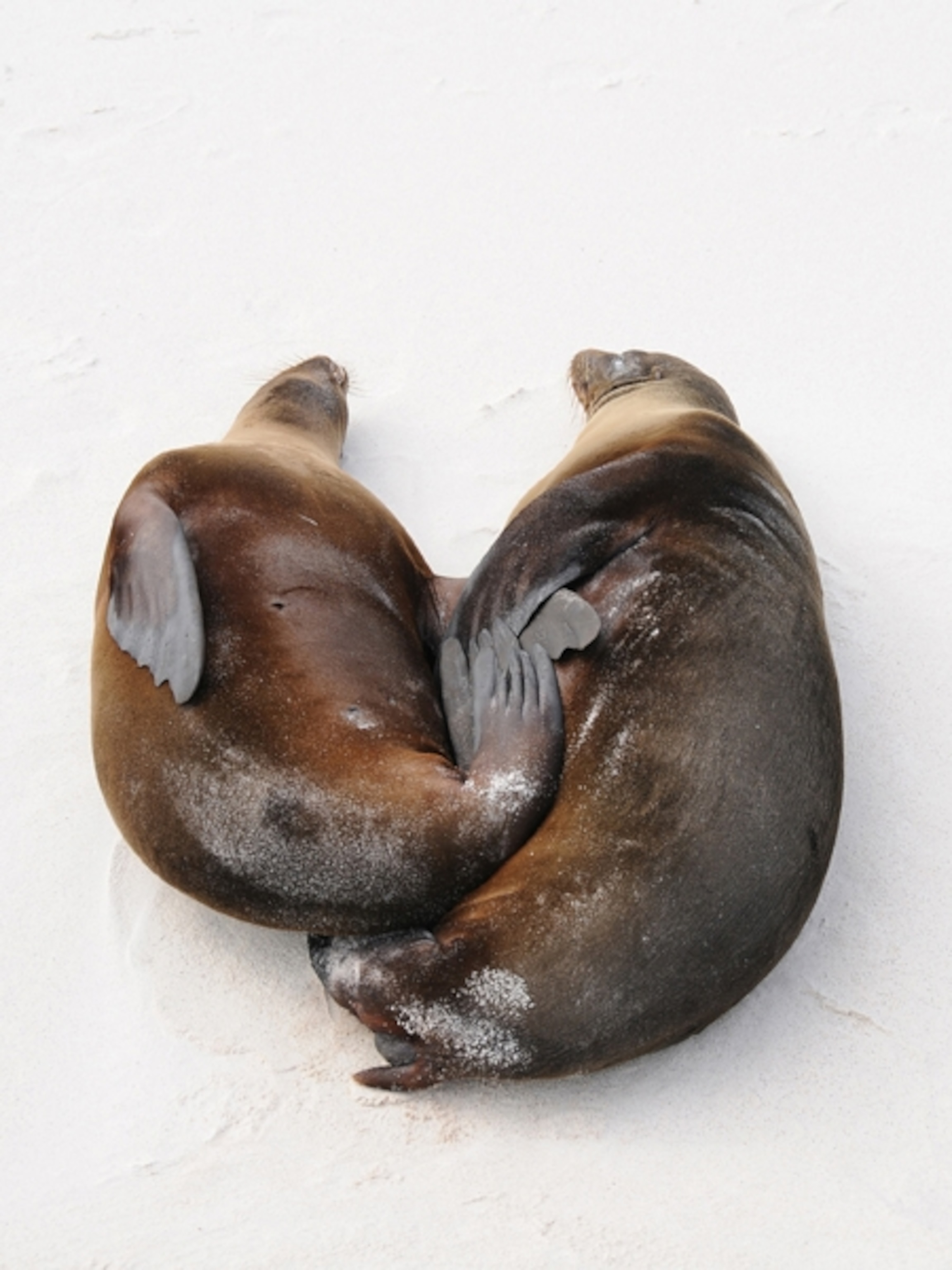 Sea lions, Galapagos Islands