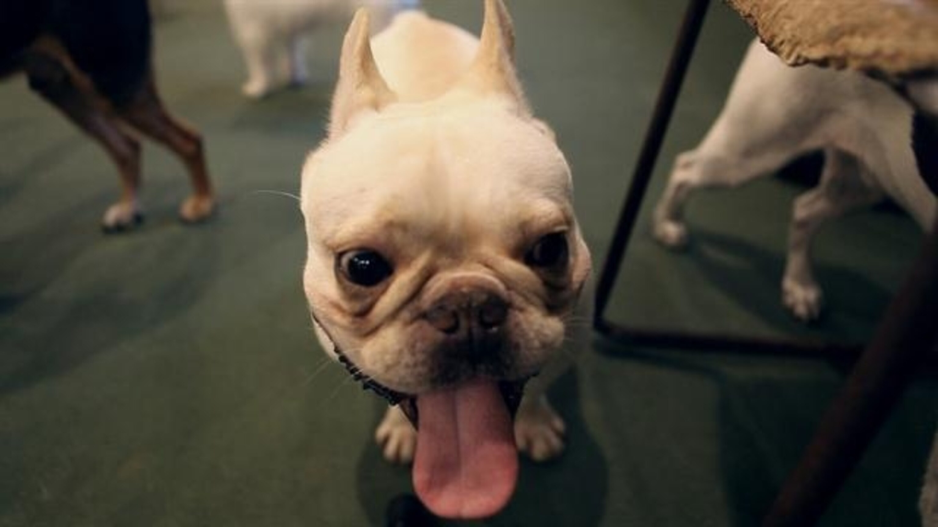 Can Dog Flu Spread To Humans