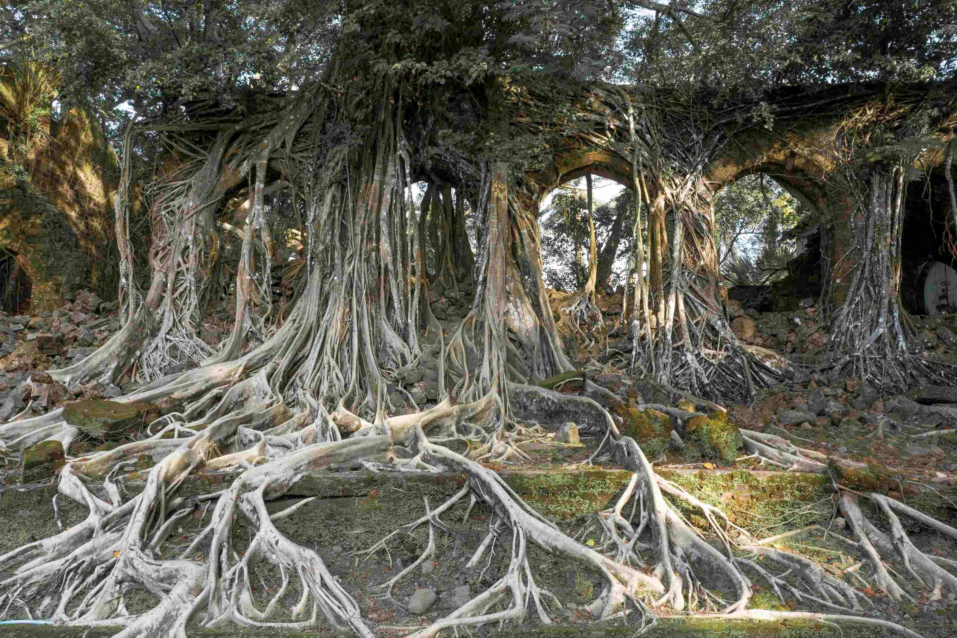 Gigantic ficus tree roots Ross Island