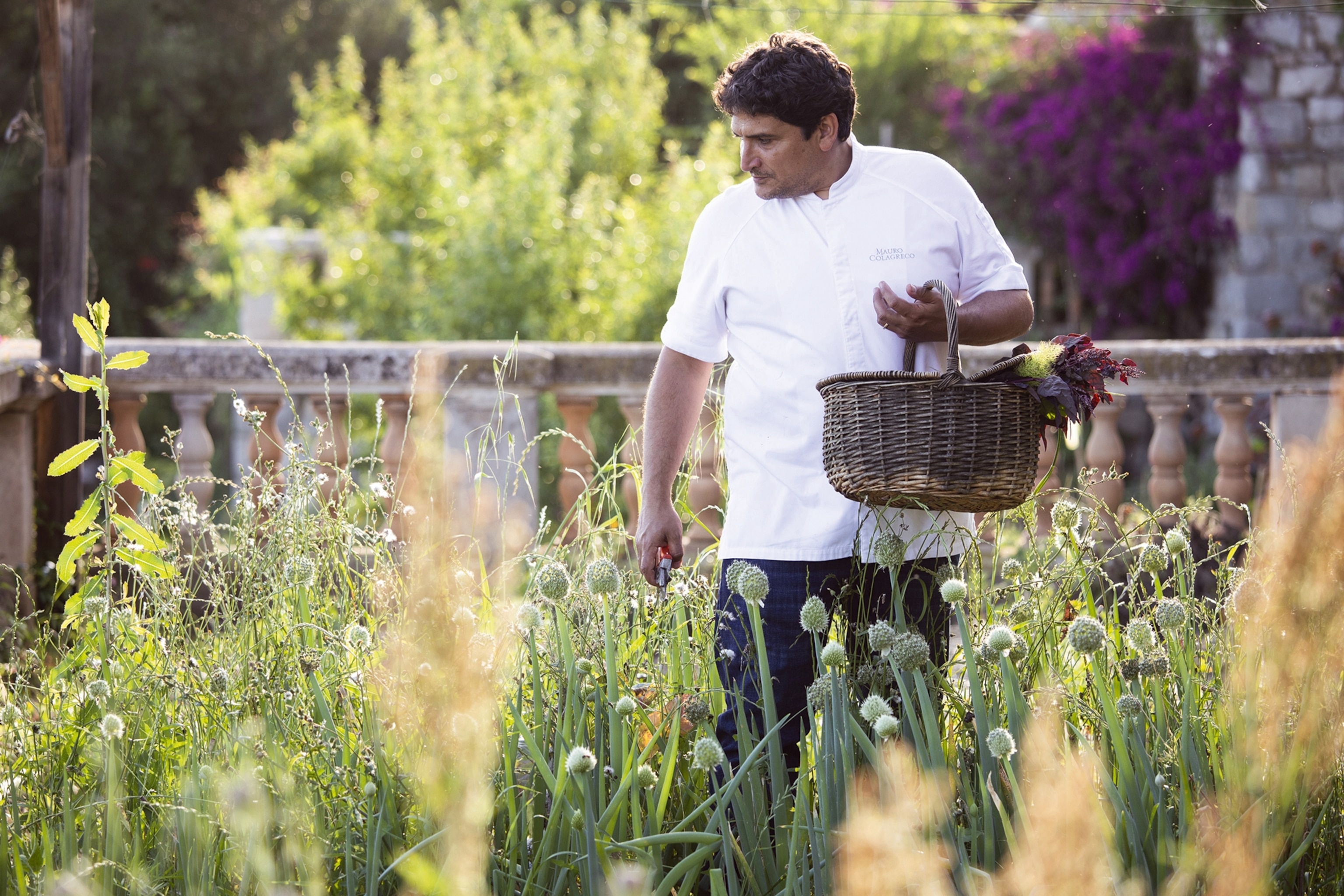 A chef in coats strolling through an idyllic herb garden, carrying a wicker basket for harvesting.