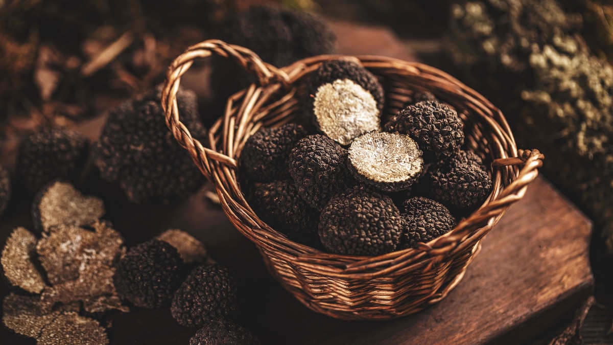 This is how dogs learn to hunt for truffles