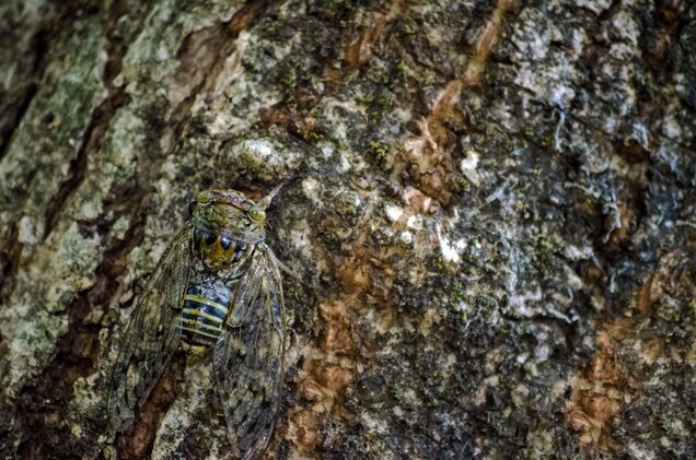 Camouflage Facts